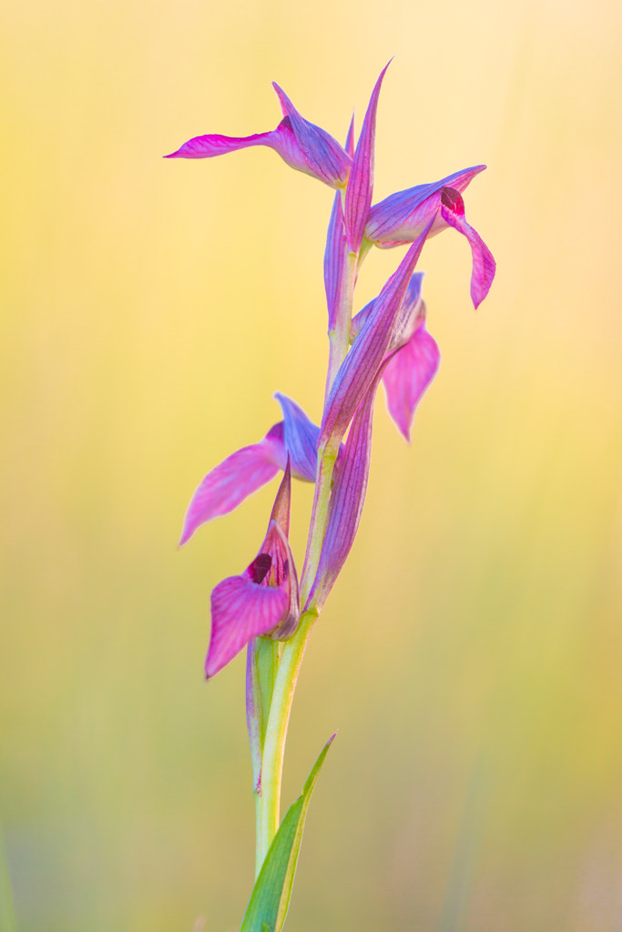 Sigma APO Macro 150mm f/2.8 EX DG HSM sample photo. Orquideas lingua 1 - orchids lingua 1 photography