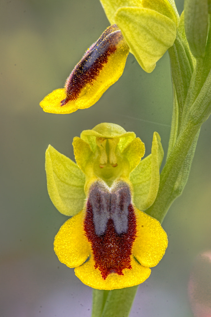 Sigma APO Macro 150mm f/2.8 EX DG HSM sample photo. Orquideas - orchids photography