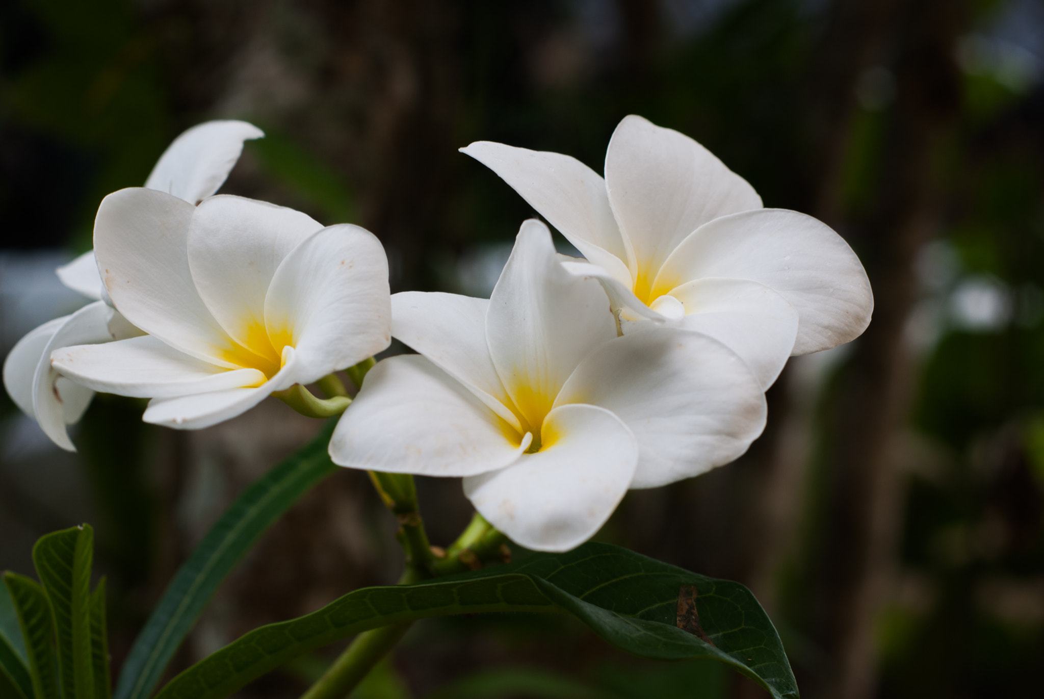 Nikon D60 + Nikon AF Nikkor 50mm F1.8D sample photo. Simple flower photography