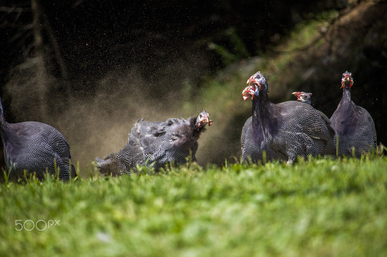 Canon EF-S 55-250mm F4-5.6 IS STM sample photo. Morning stretch photography