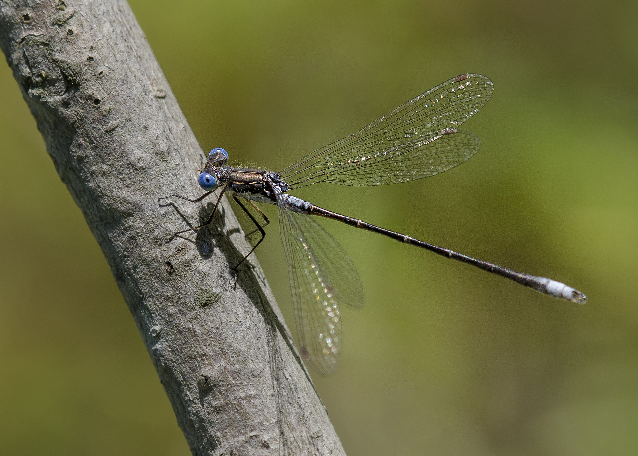 Nikon AF-S DX Micro-Nikkor 85mm F3.5G ED VR sample photo. Blue eyes photography
