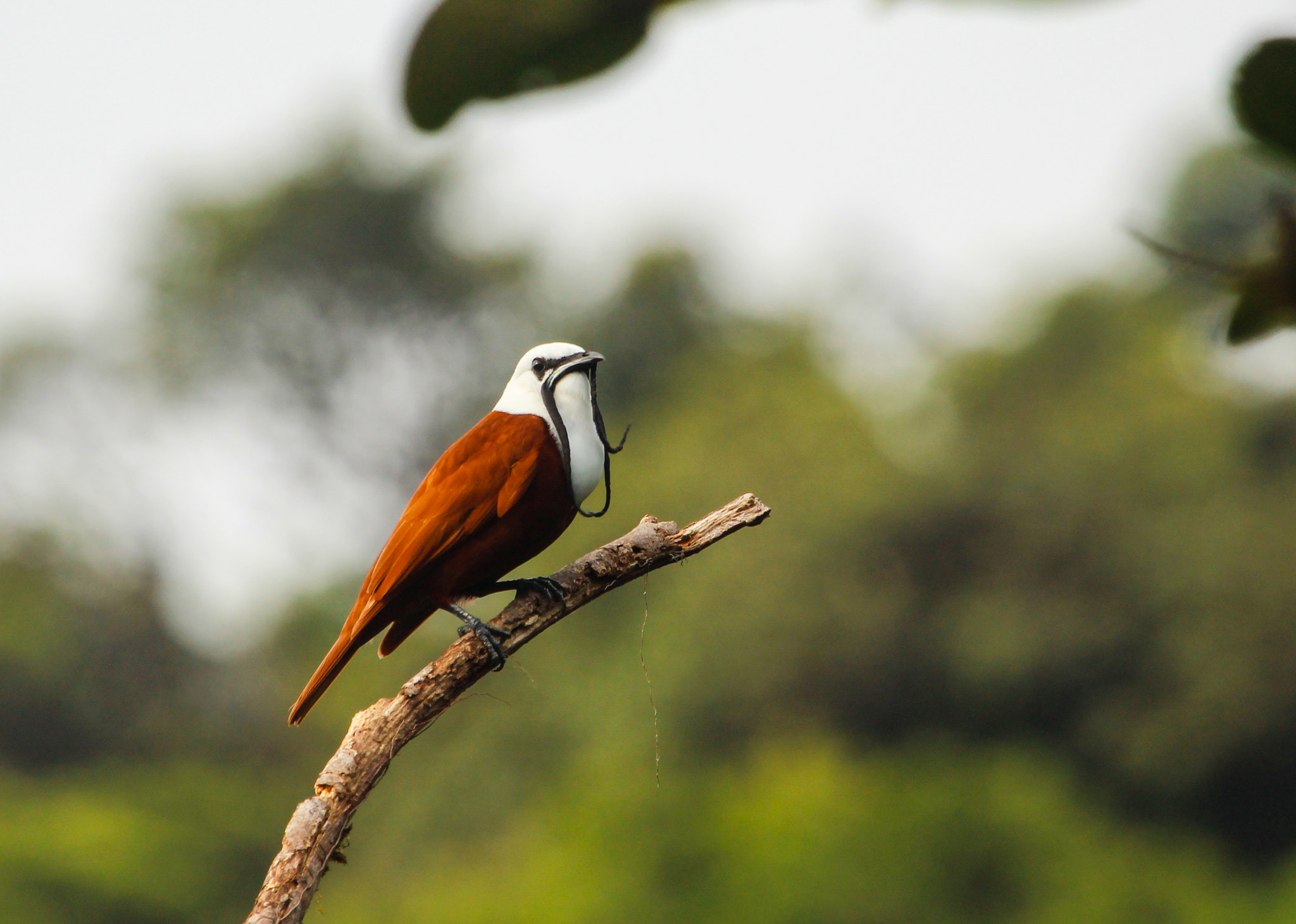 Canon EOS 1200D (EOS Rebel T5 / EOS Kiss X70 / EOS Hi) + Canon EF 100-400mm F4.5-5.6L IS USM sample photo. Three wattled bellbird (procnias tricarunculata) photography