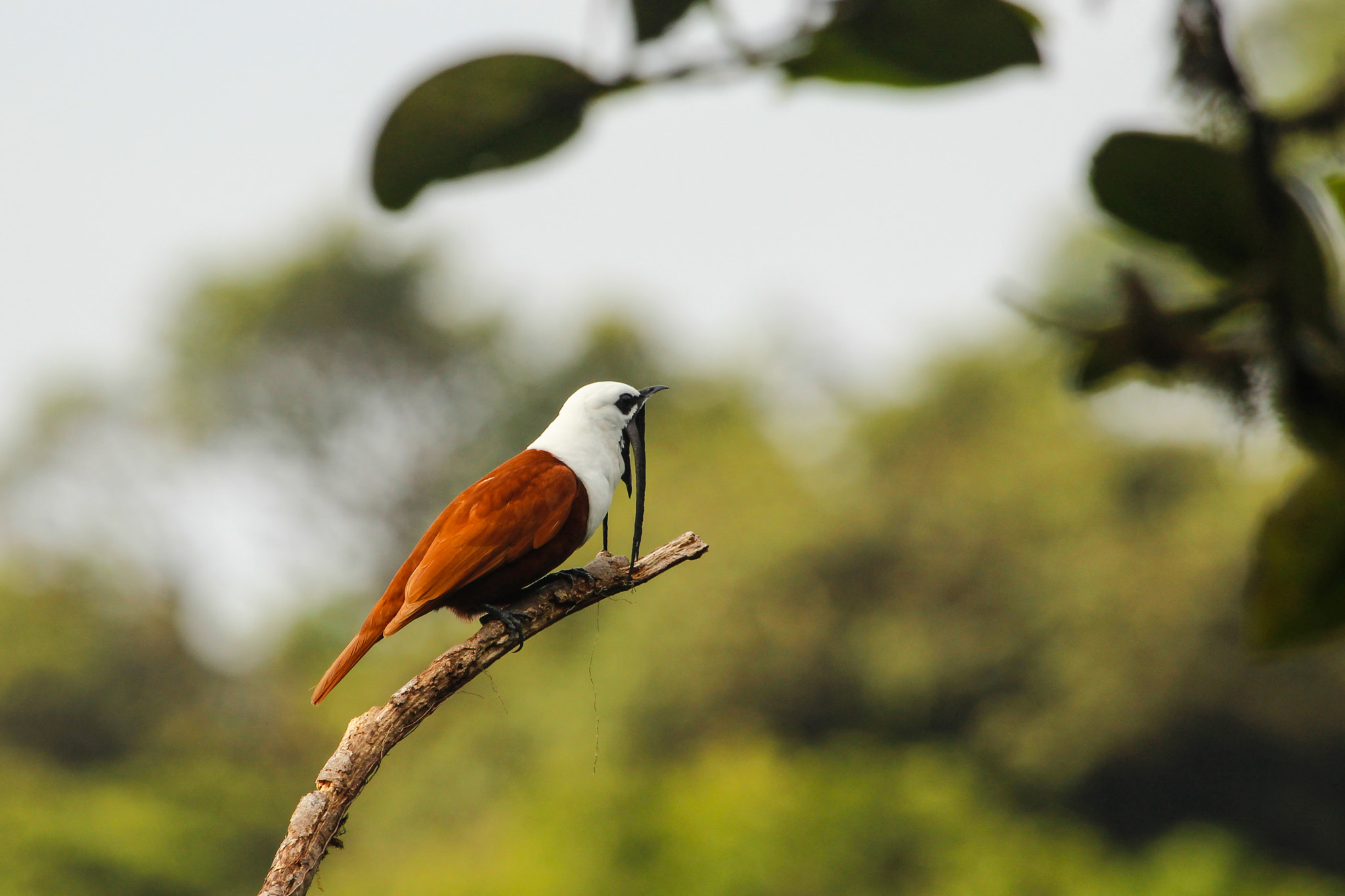 Canon EOS 1200D (EOS Rebel T5 / EOS Kiss X70 / EOS Hi) + Canon EF 100-400mm F4.5-5.6L IS USM sample photo. Three wattled bellbird (procnias tricarunculata) photography