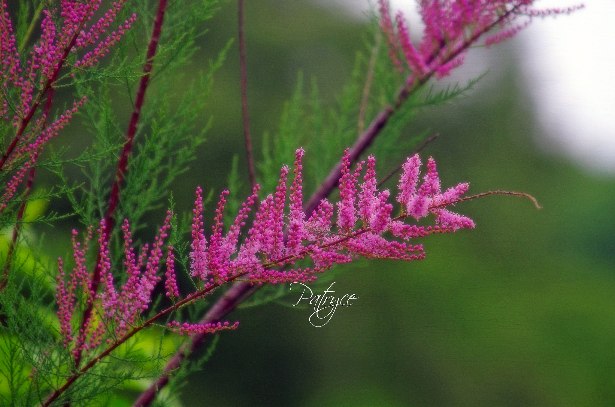 Pentax K-5 II + smc PENTAX-F 100-300mm F4.5-5.6 sample photo. Nina's poem- from love jones photography