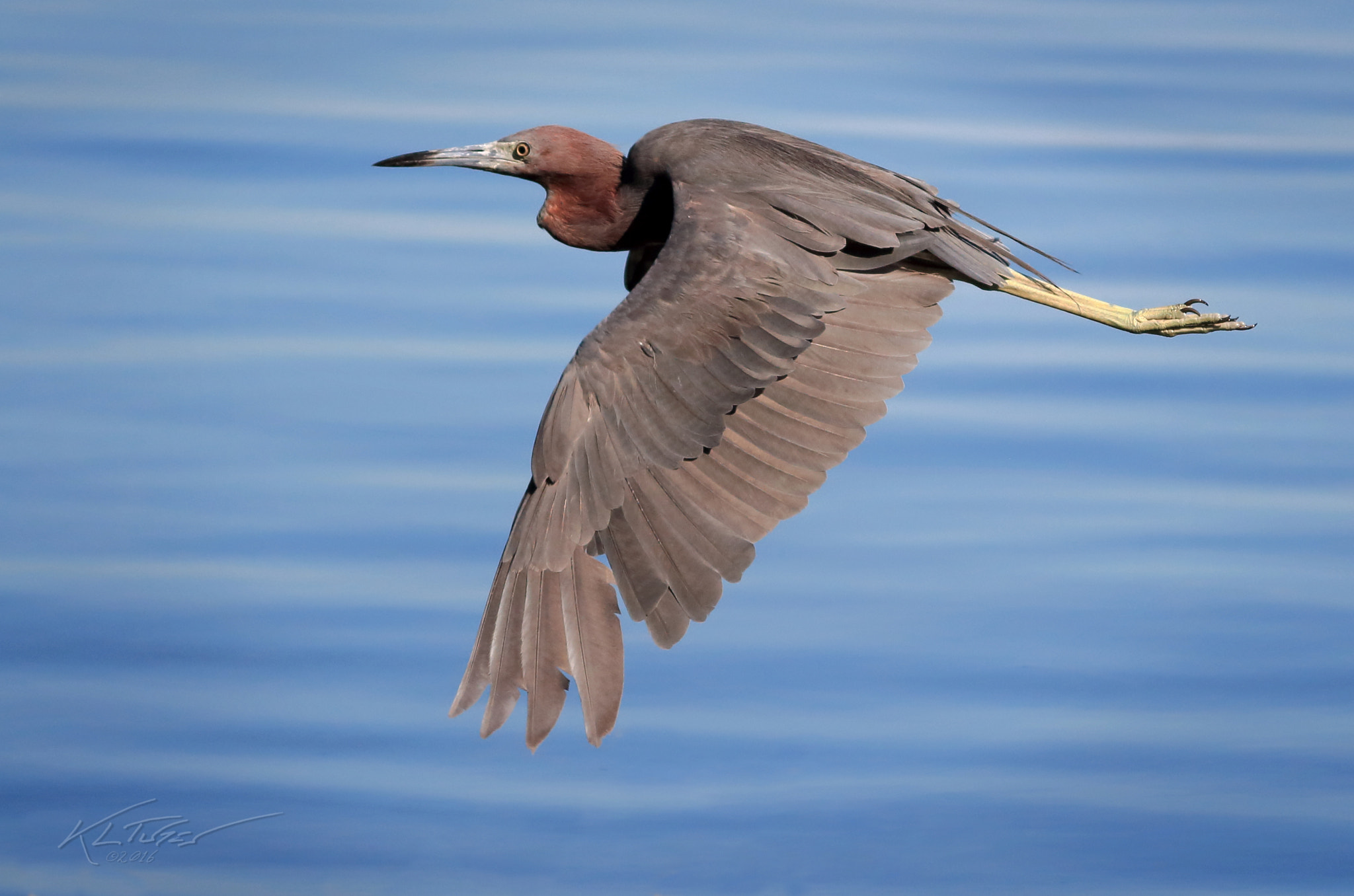 Canon EOS 100D (EOS Rebel SL1 / EOS Kiss X7) sample photo. Little blue heron photography