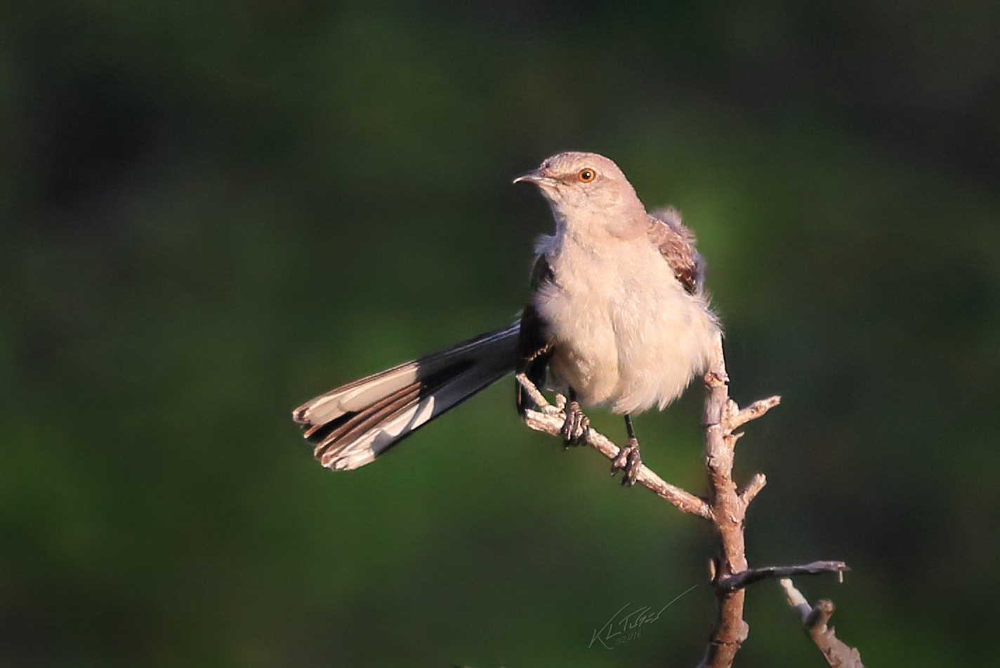 Canon EOS 100D (EOS Rebel SL1 / EOS Kiss X7) sample photo. Northern mockingbird photography