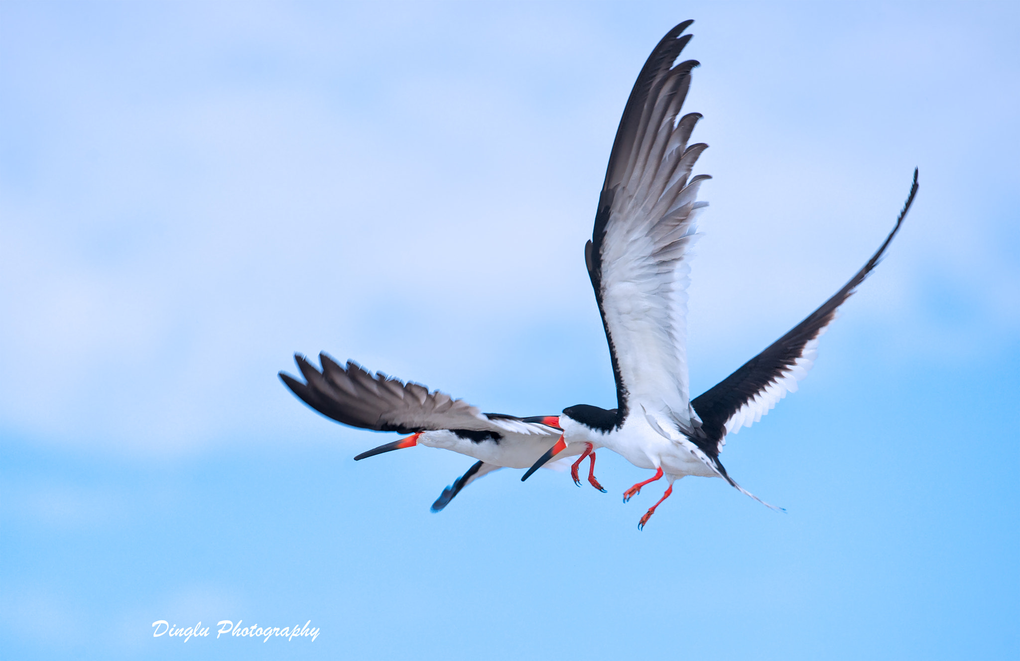 Nikon D4S sample photo. Air fight photography