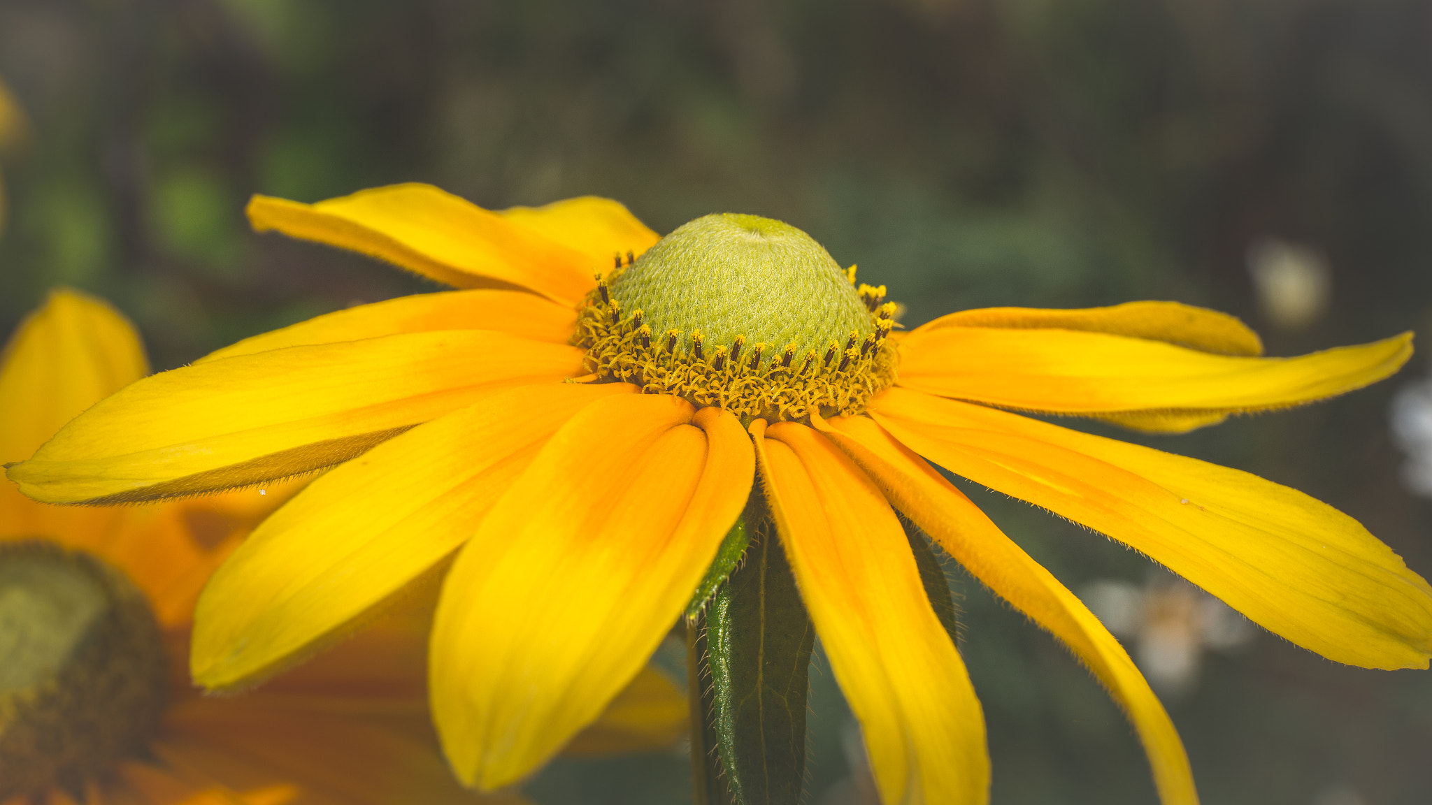 Canon EF 24-70mm F4L IS USM sample photo. Summer lovin' photography
