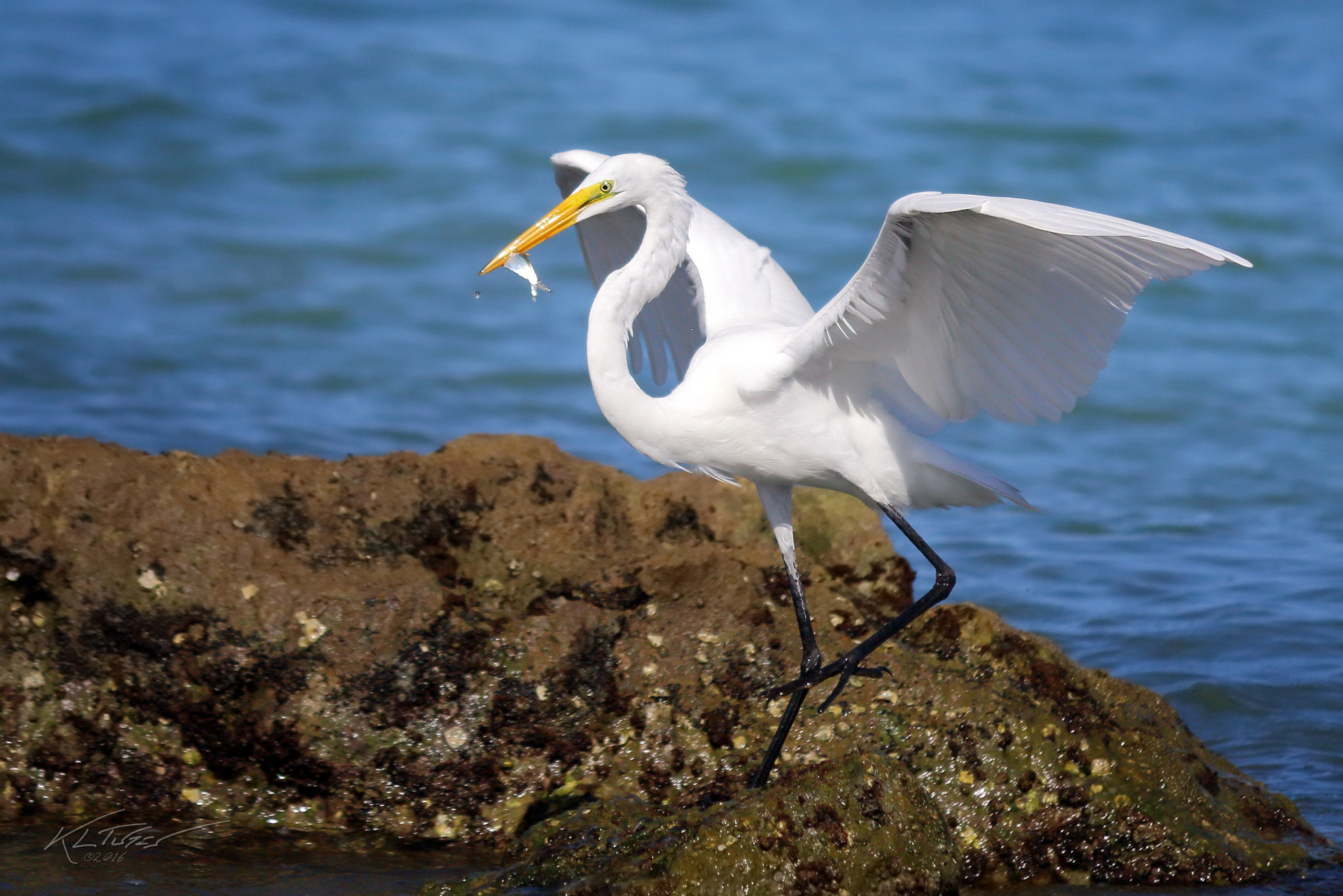 Canon EOS 100D (EOS Rebel SL1 / EOS Kiss X7) sample photo. Great egret fishing photography
