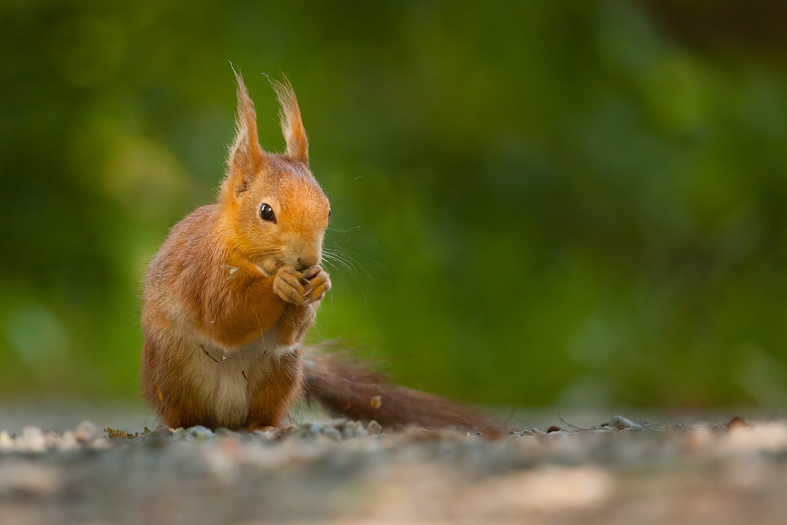 Canon EOS 5D Mark II + Canon EF 100-400mm F4.5-5.6L IS USM sample photo. Squirrel photography