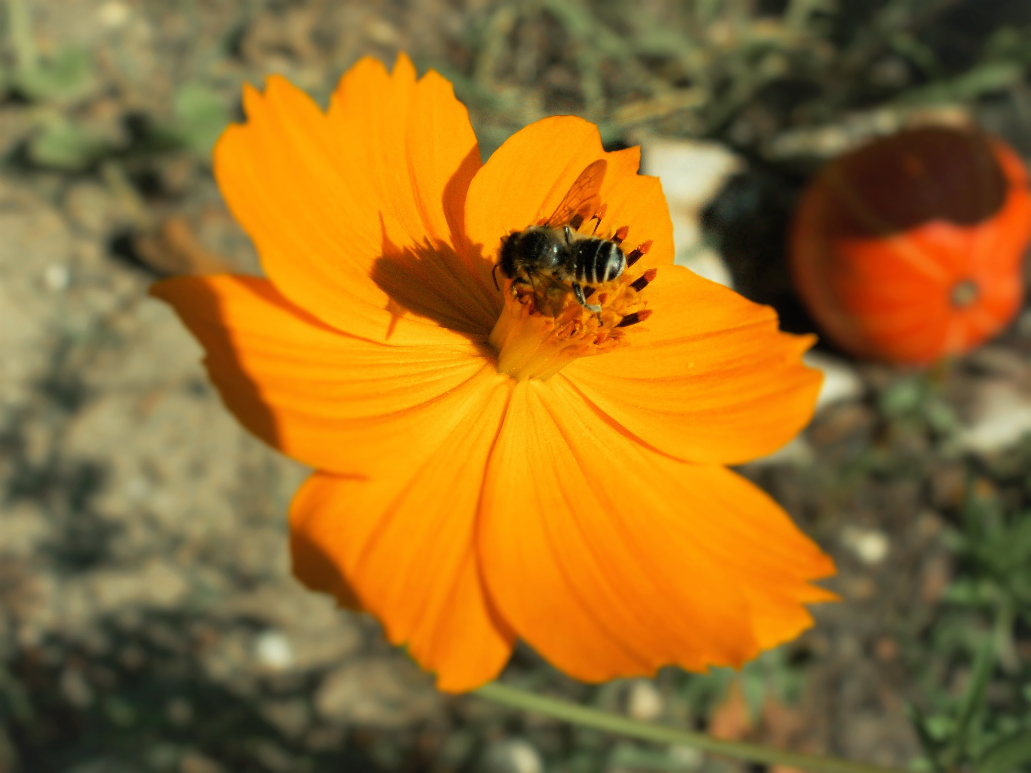 KONICA MINOLTA DiMAGE Z5 sample photo. Orange juice for a bee photography