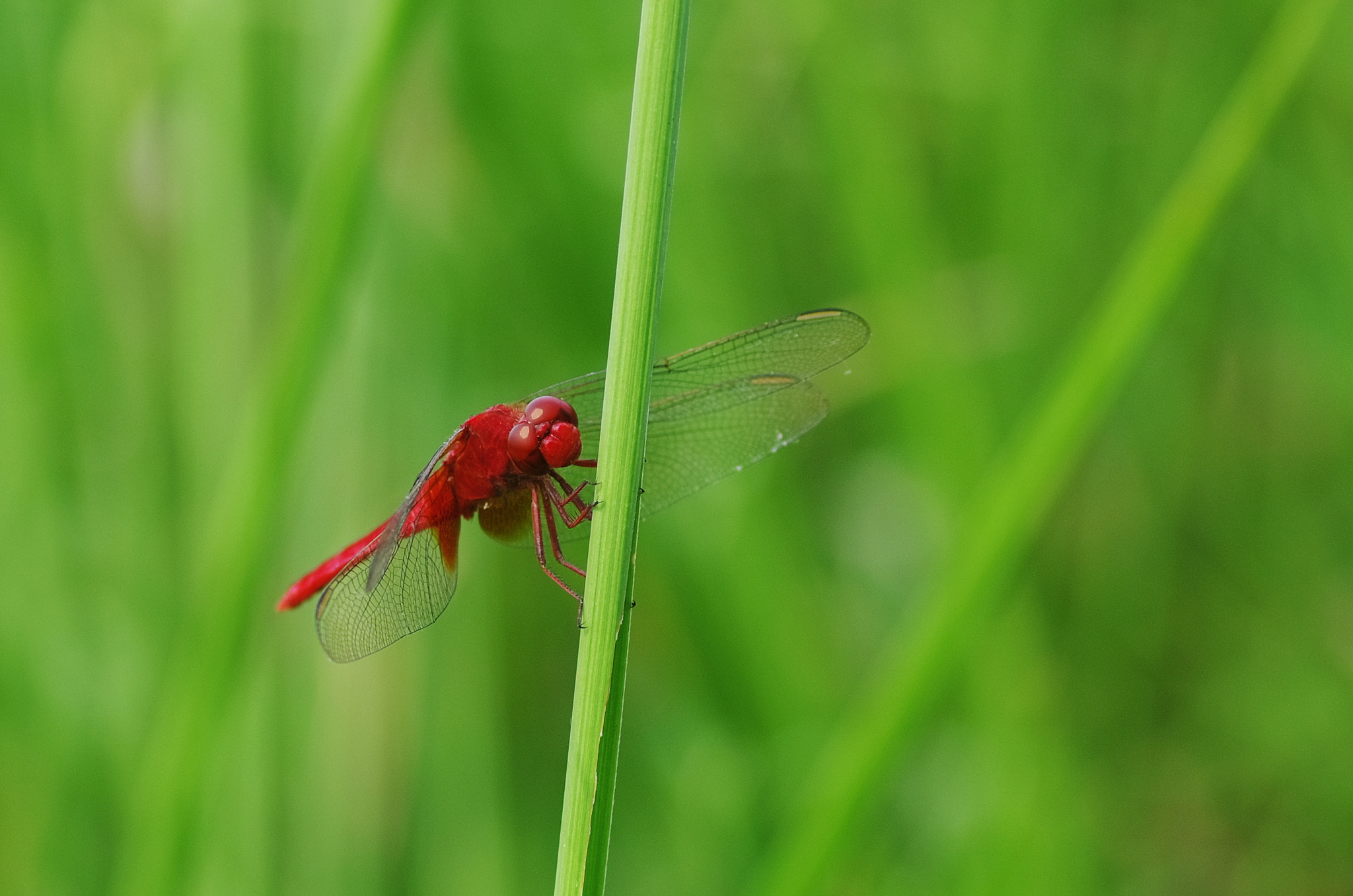 Pentax K-5 sample photo. A dragonfly photography