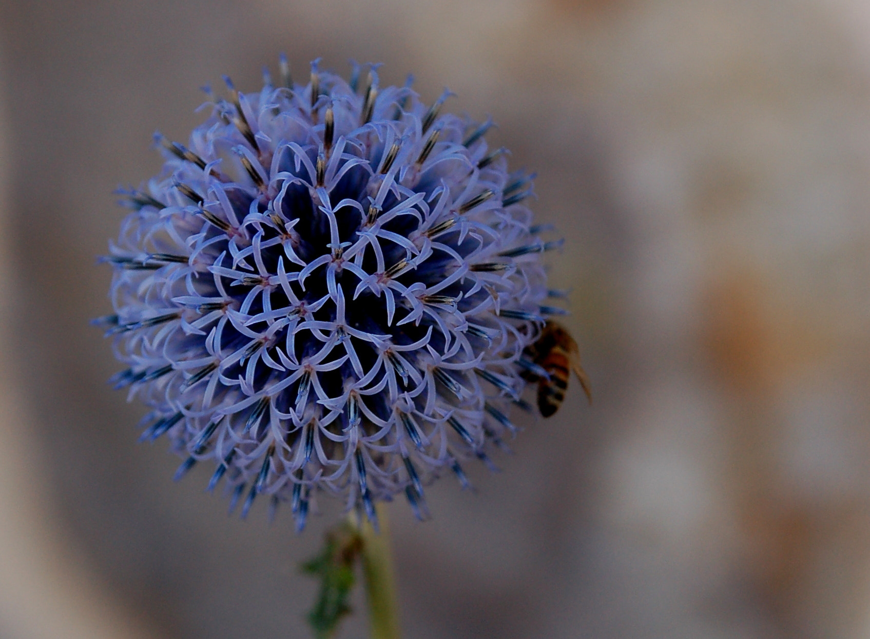 Nikon D50 sample photo. Bee and flower photography