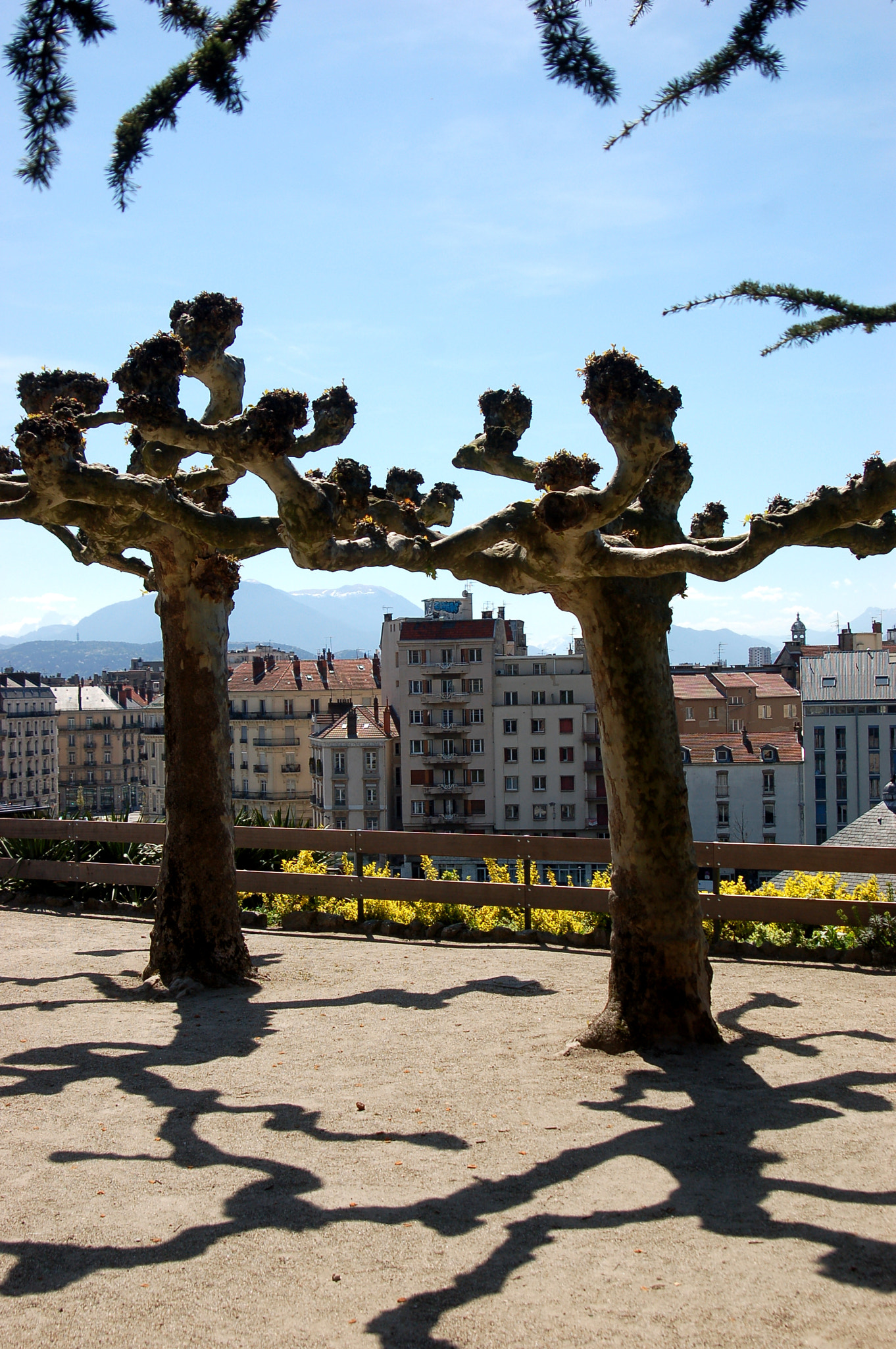 Nikon D50 sample photo. Trees and shadows photography