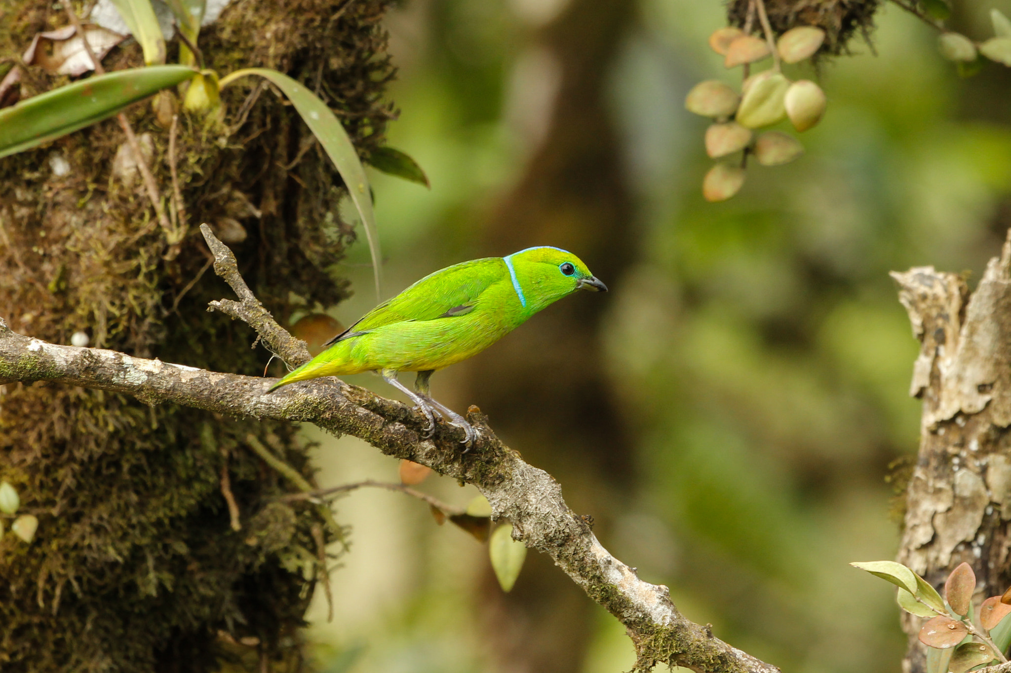 Canon EF 100-400mm F4.5-5.6L IS USM sample photo. Golden browed chlorophonia (chlorophonia callophrys) female photography