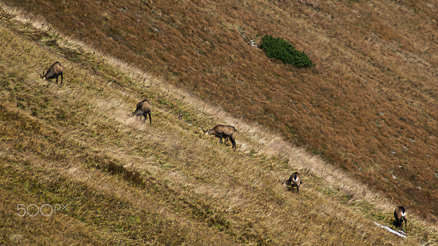 Tamron AF 70-300mm F4-5.6 Di LD Macro sample photo. Pasture photography