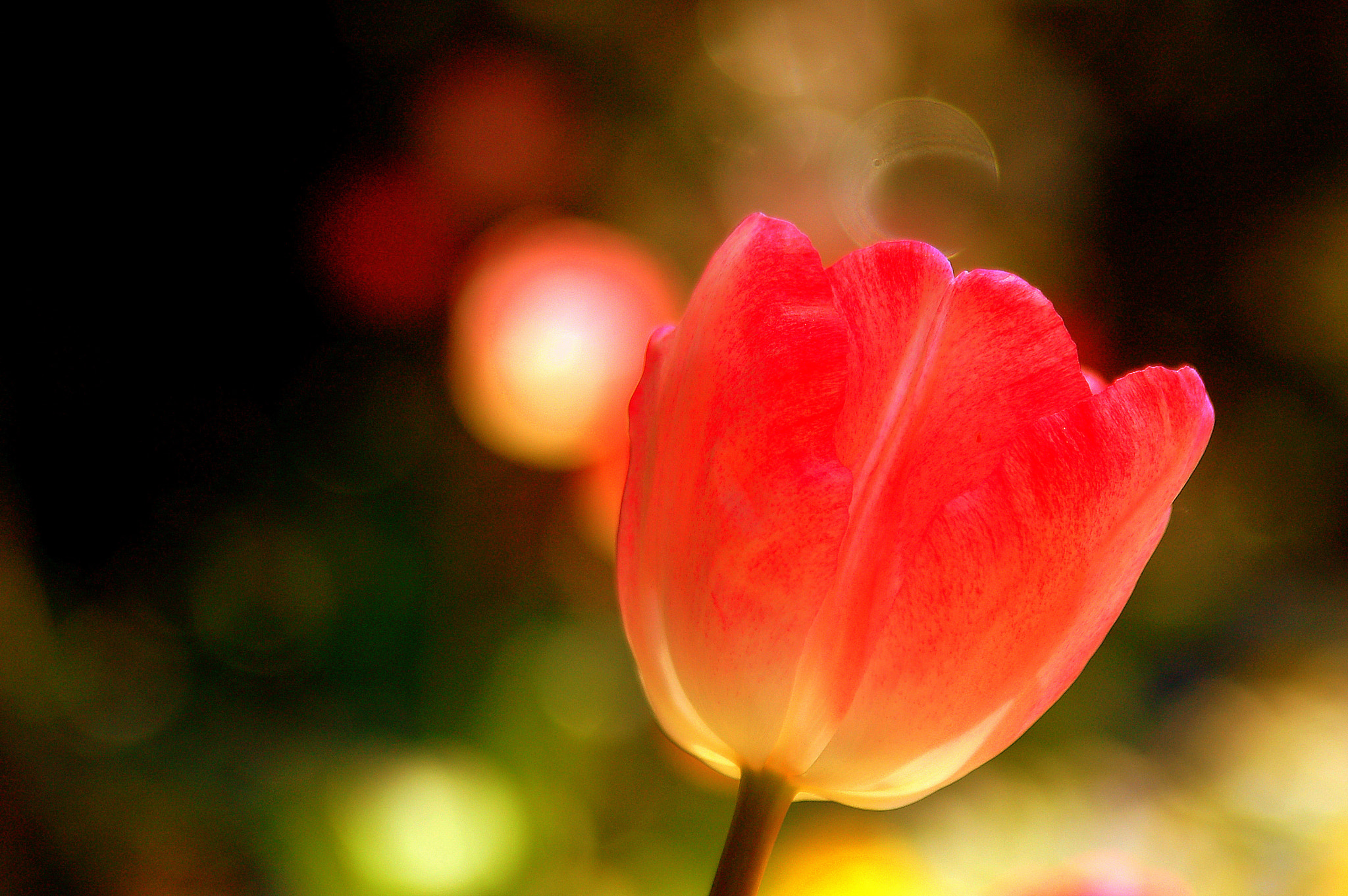 Nikon D50 sample photo. Just a flower photography