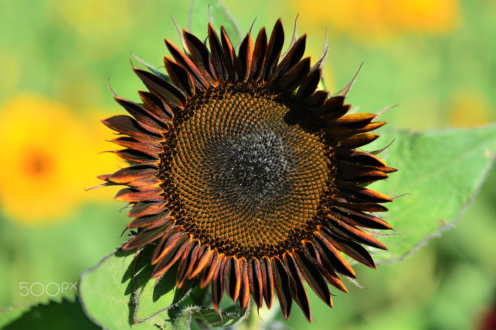 AF Zoom-Micro Nikkor 70-180mm f/4.5-5.6D ED sample photo. Black sunflower 2 photography