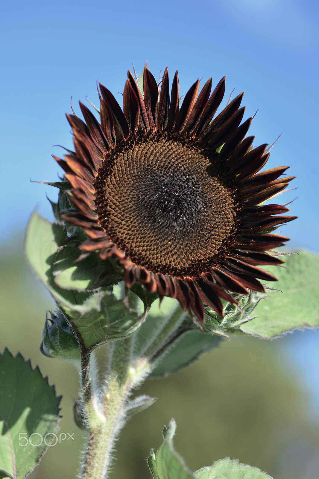 AF Zoom-Micro Nikkor 70-180mm f/4.5-5.6D ED sample photo. Black sunflower photography