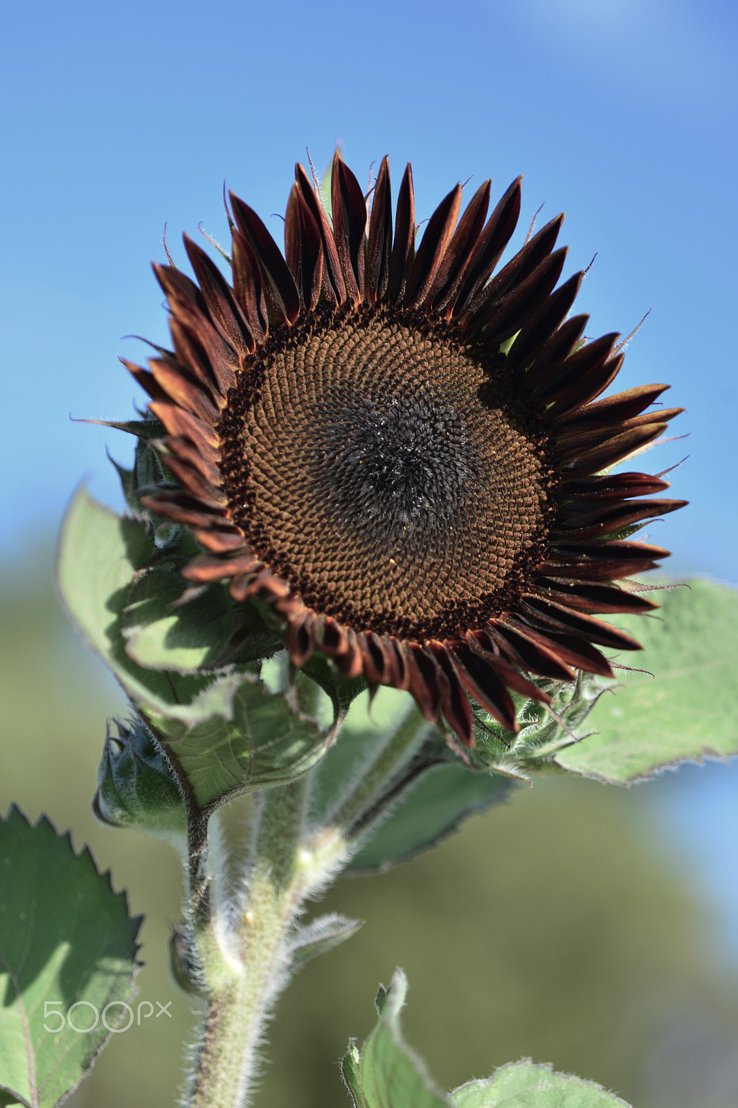 Nikon Df sample photo. Black sunflower photography