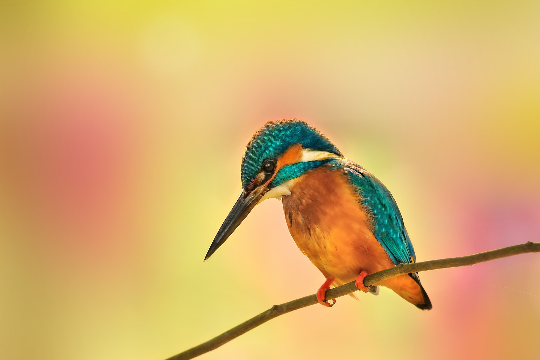 Nikon AF-S Nikkor 200-500mm F5.6E ED VR sample photo. Concentration photography