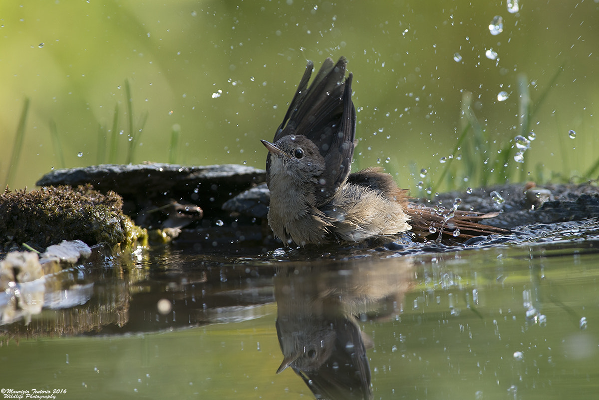 Nikon AF-S Nikkor 300mm F2.8G ED VR II sample photo. Usignolo luscinia megarhynchos photography