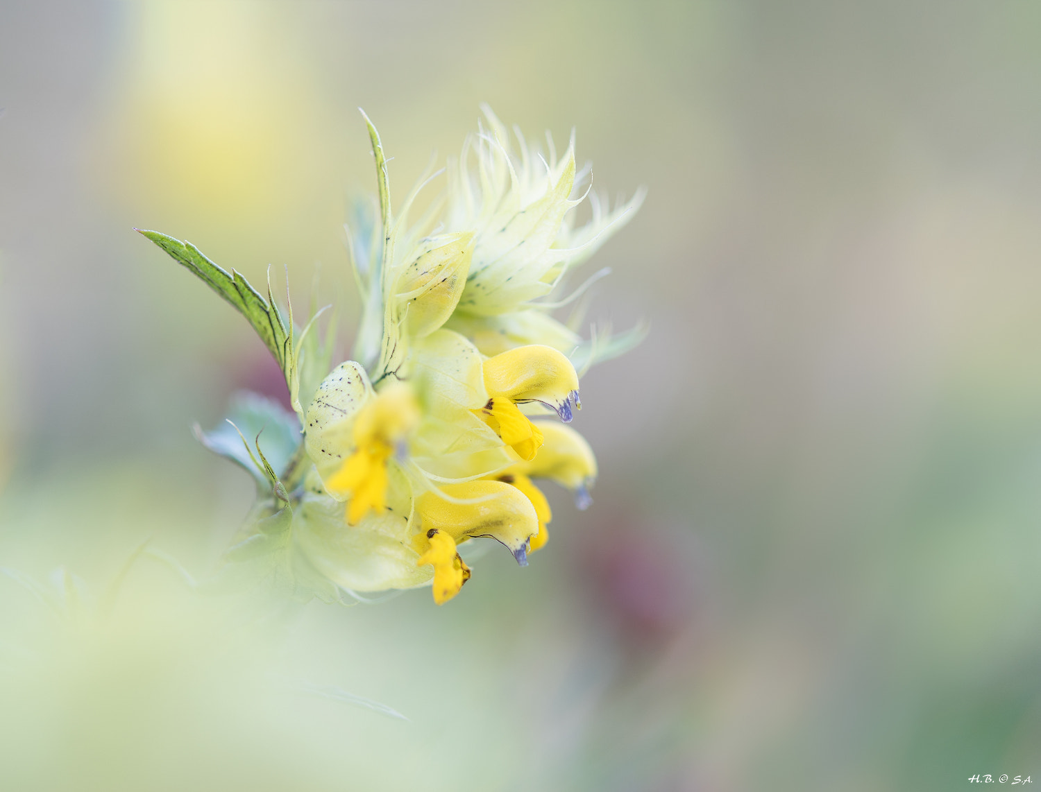 Nikon AF-S Micro-Nikkor 60mm F2.8G ED sample photo. Zottiger klappertopf photography