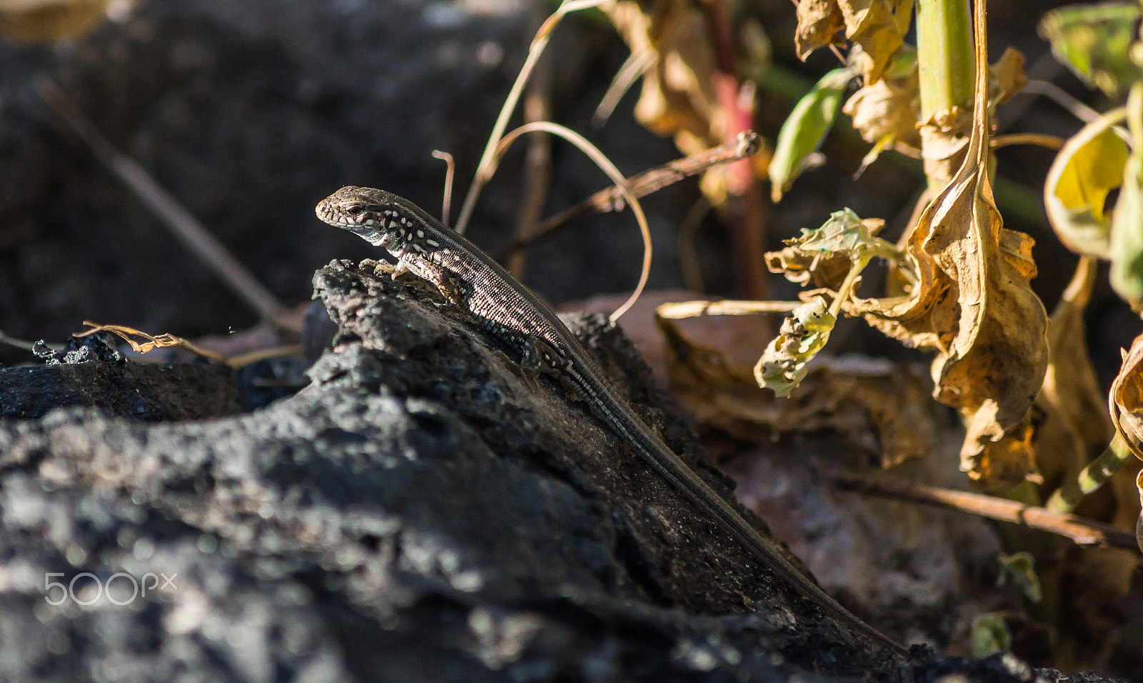 Tamron AF 55-200mm F4-5.6 Di II LD Macro sample photo. Sun bath. photography