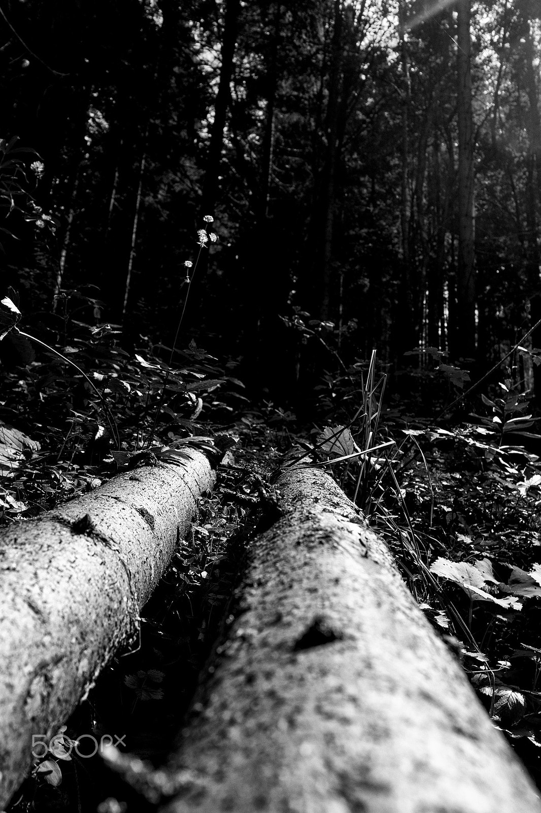 Samsung NX 20-50mm F3.5-5.6 ED sample photo. Woods photography
