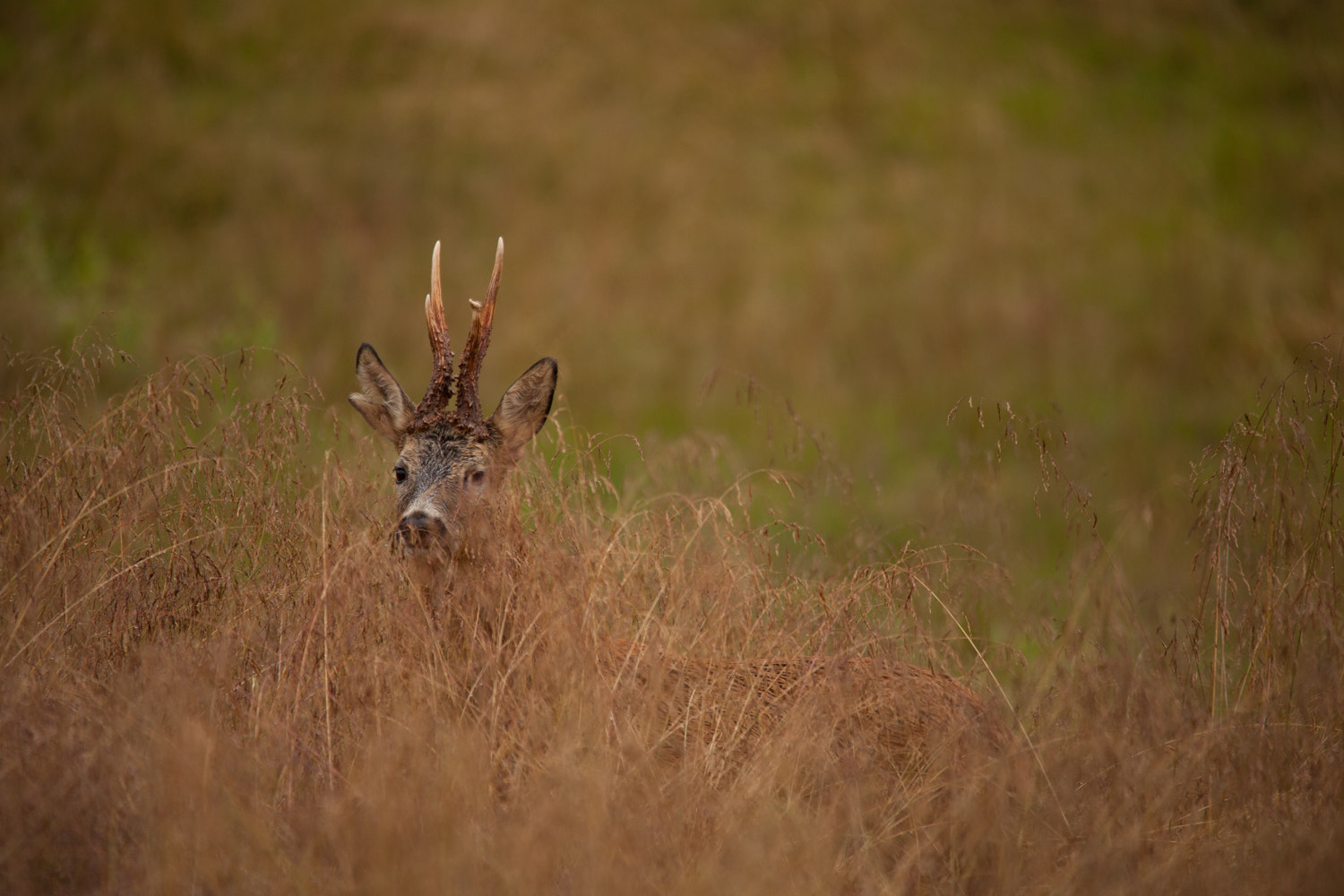 Sigma 150-500mm F5-6.3 DG OS HSM sample photo. Hide & seek photography