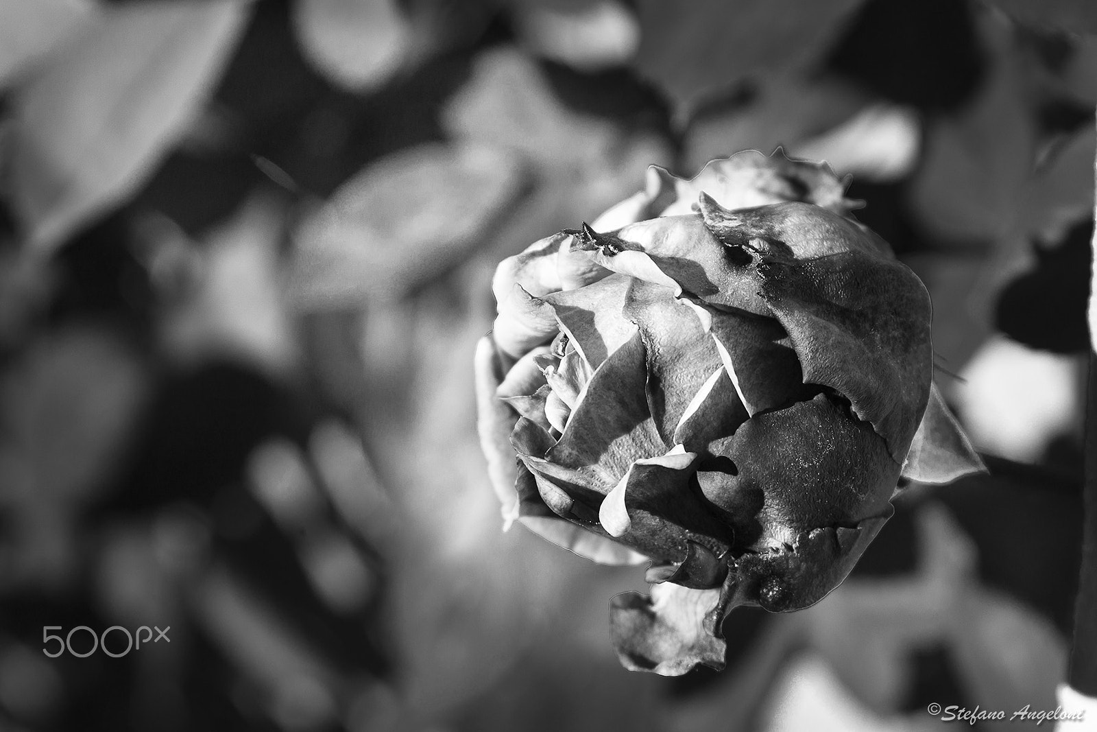 Canon EF 28-105mm f/3.5-4.5 USM sample photo. Rose black and white photography