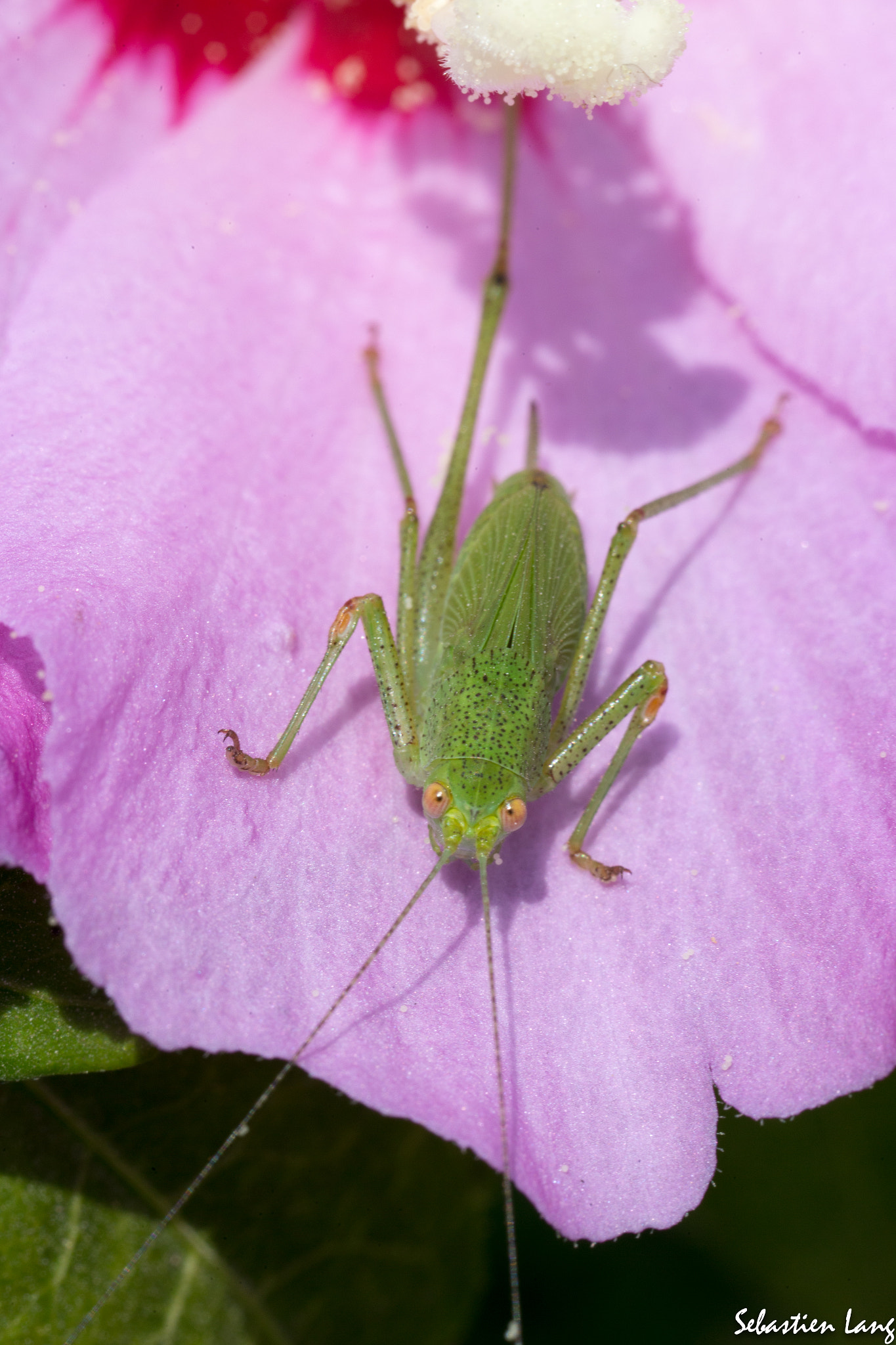 Canon MP-E 65mm F2.5 1-5x Macro Photo sample photo. Sauterelle sur ibiscus photography