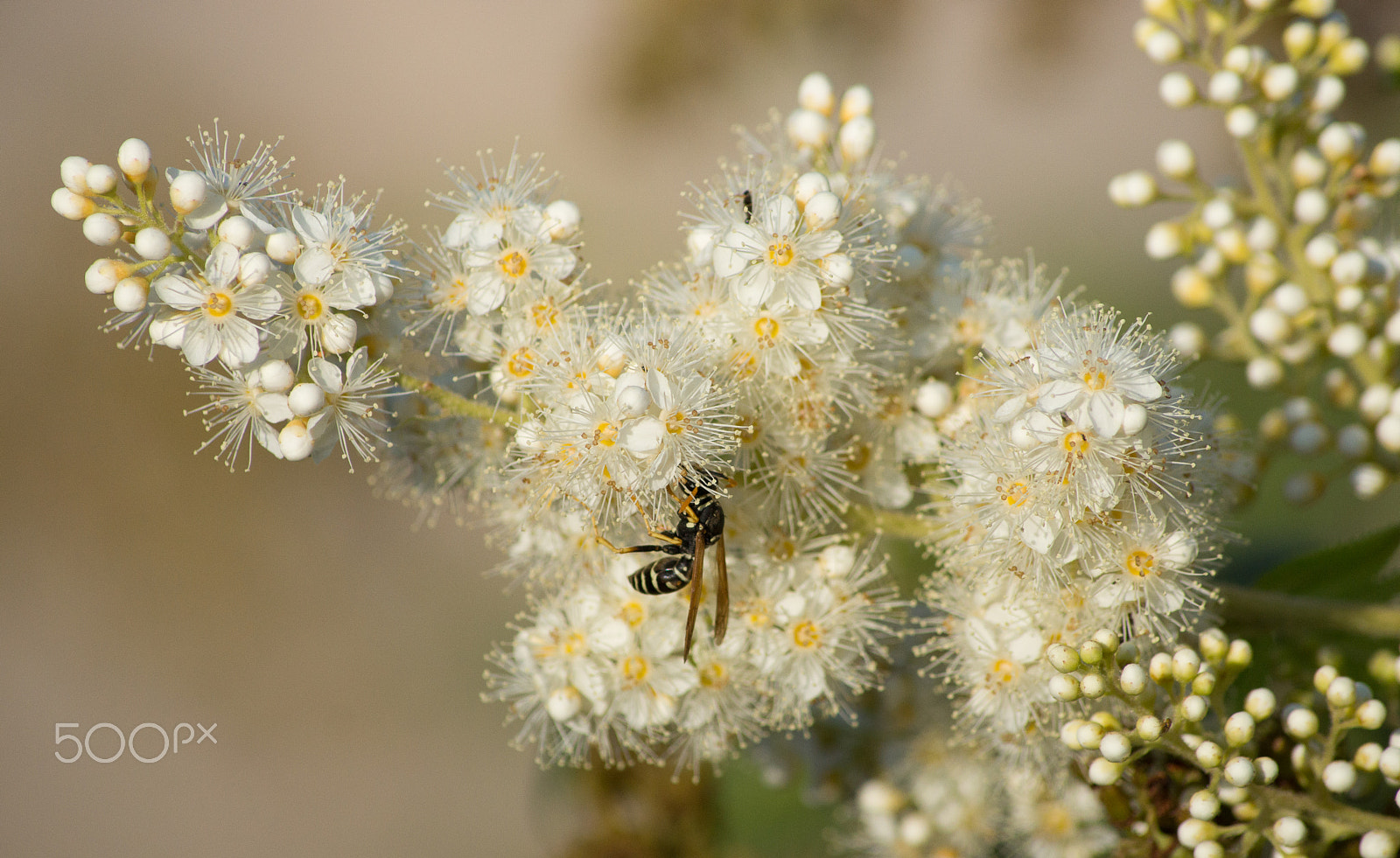 Tamron AF 90-300mm F4.5-5.6 Telemacro sample photo. Tenderness. photography