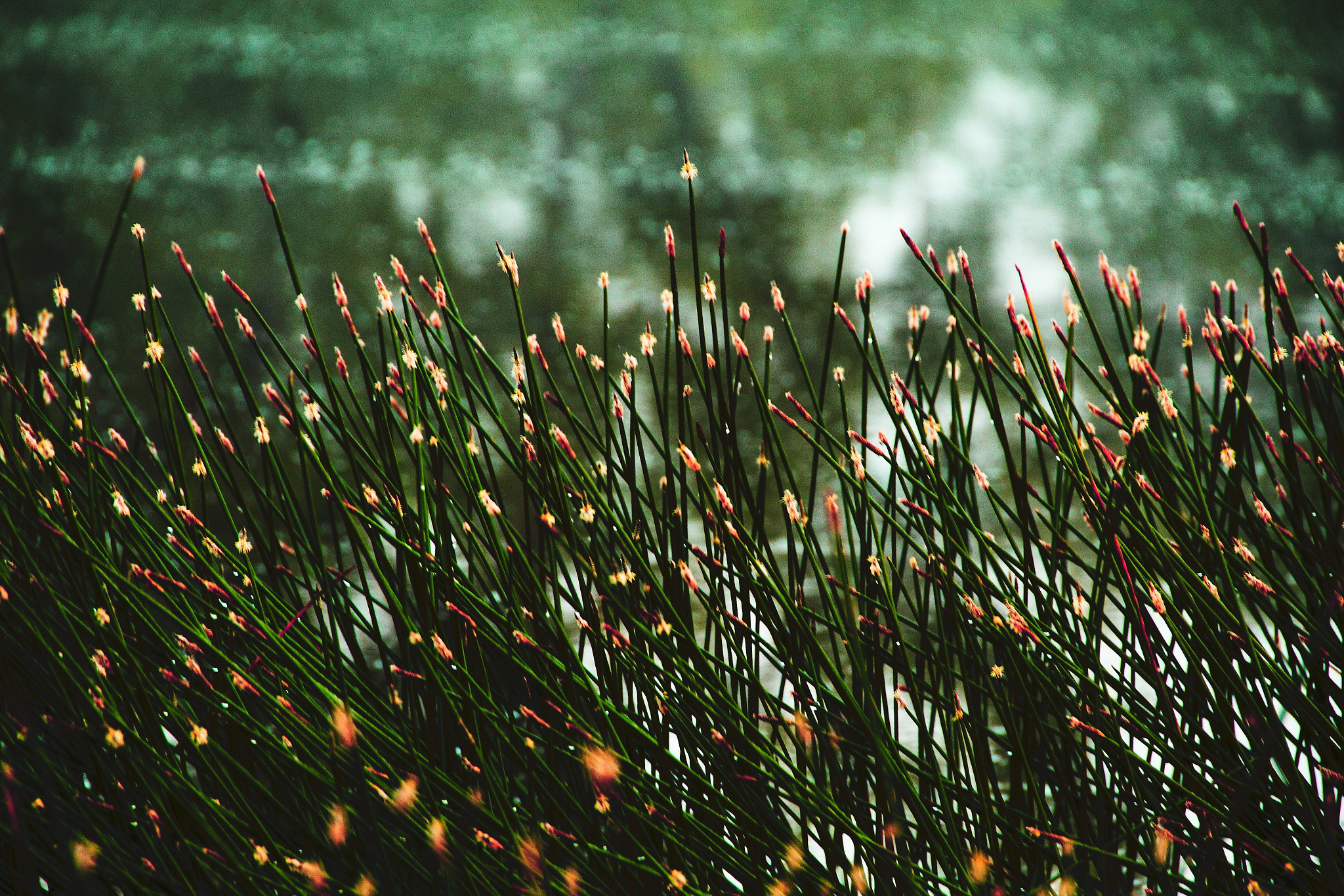 Canon EF-S 18-135mm F3.5-5.6 IS sample photo. River grass photography