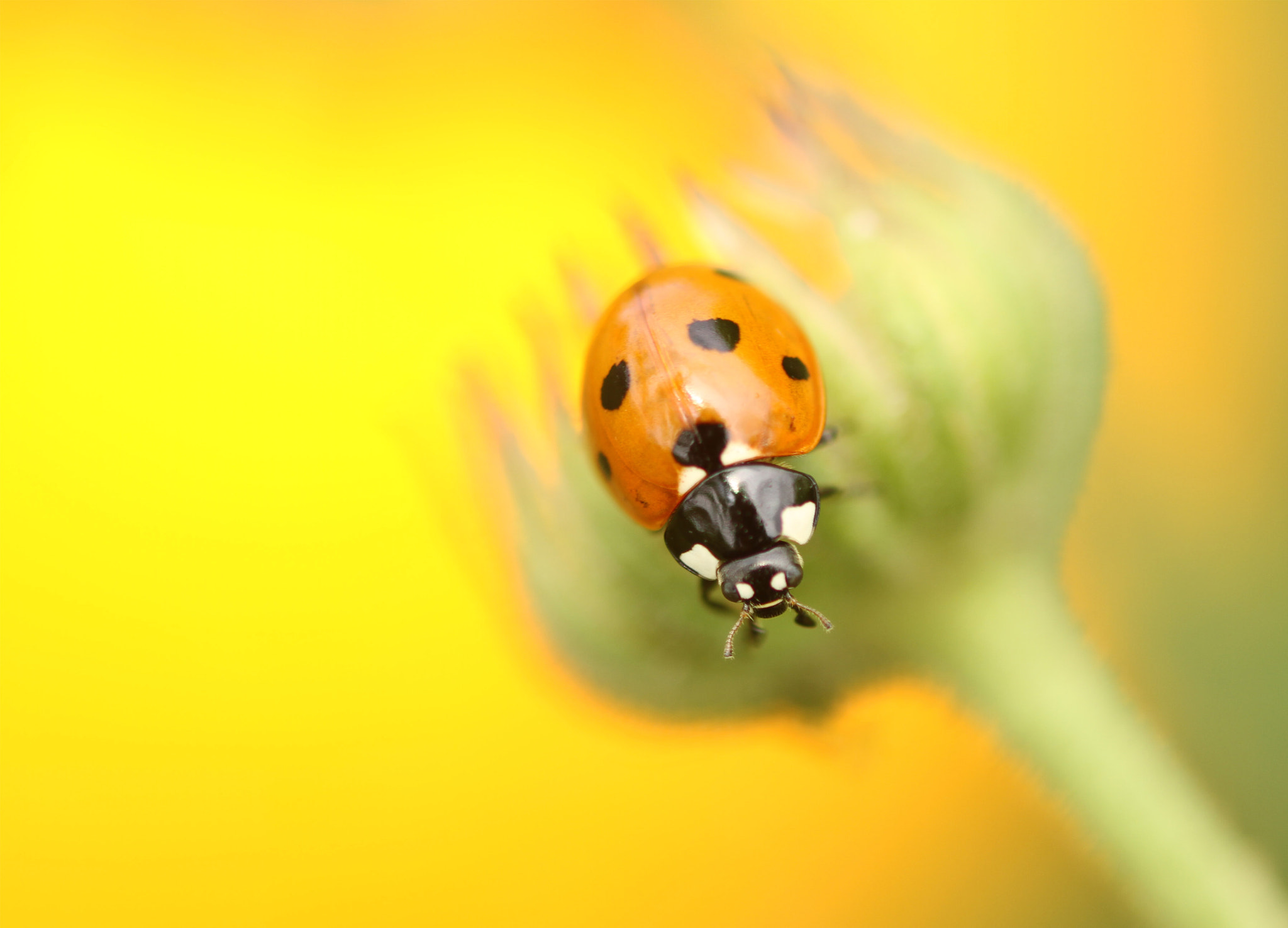 Canon EF 180mm F3.5L Macro USM sample photo. I see you! photography