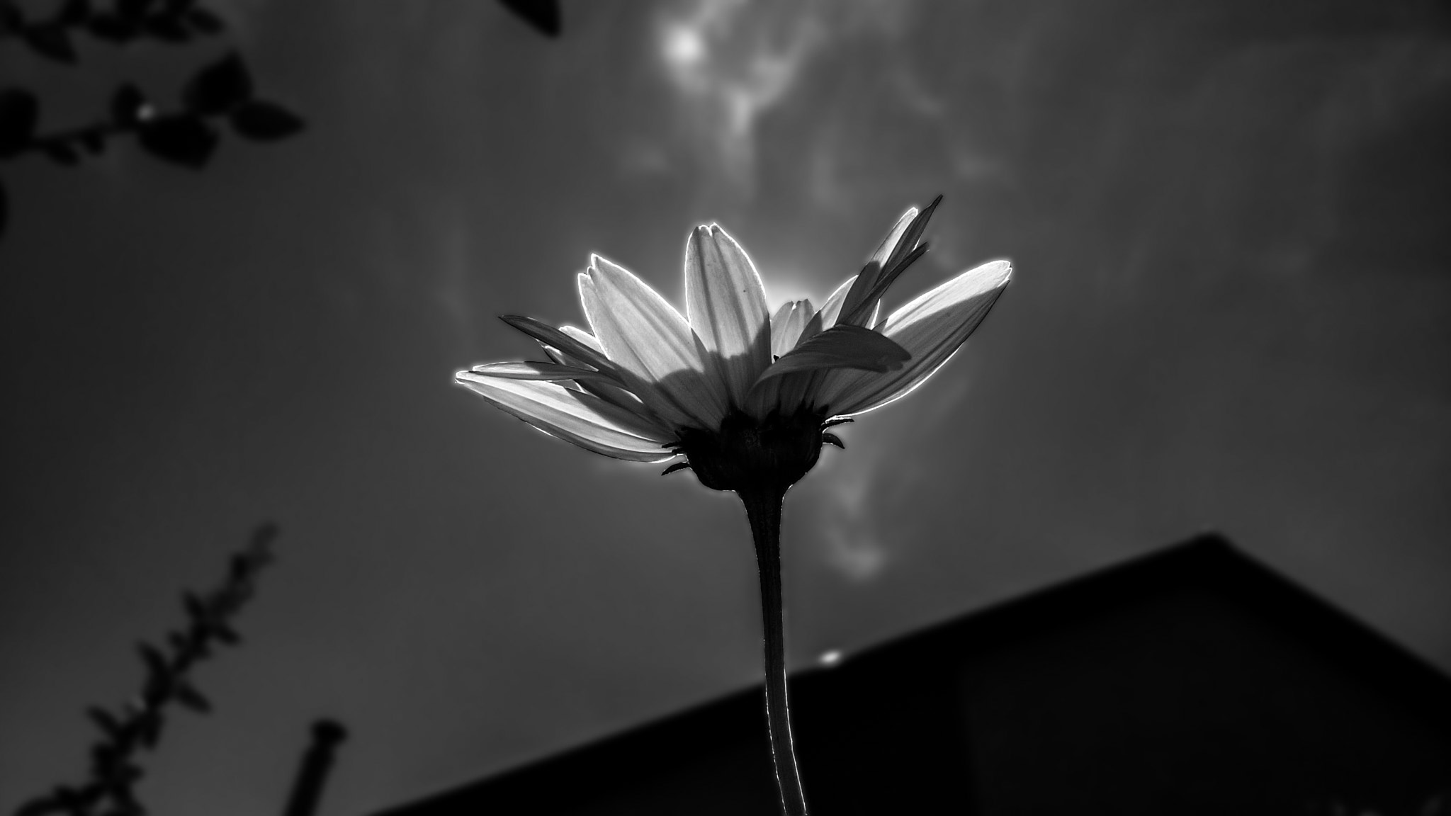 Nokia Lumia 735 sample photo. Pro edit photography