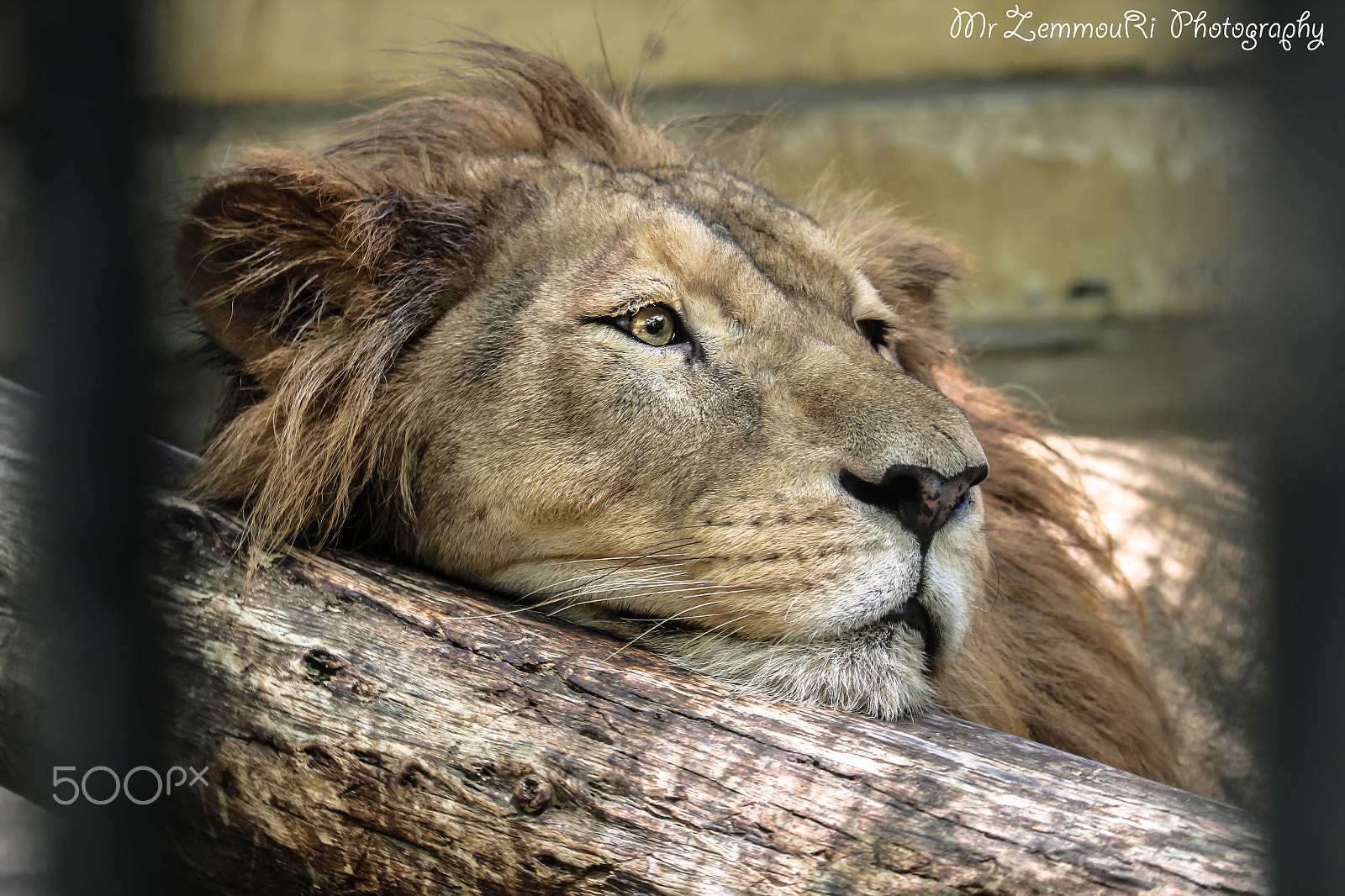 Canon EF-S 55-250mm F4-5.6 IS STM sample photo. Lion photography