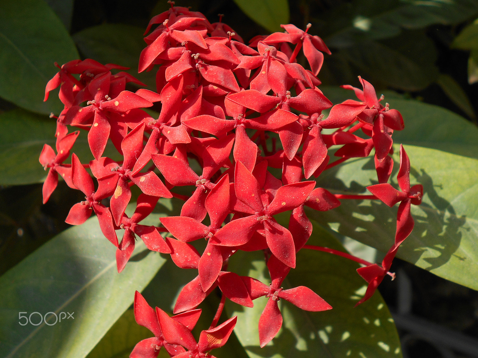 Nikon COOLPIX S2800 sample photo. Ixora flowers photography