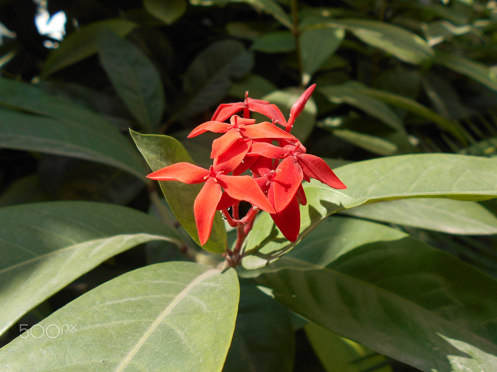 Nikon COOLPIX S2800 sample photo. Ixora flowers photography