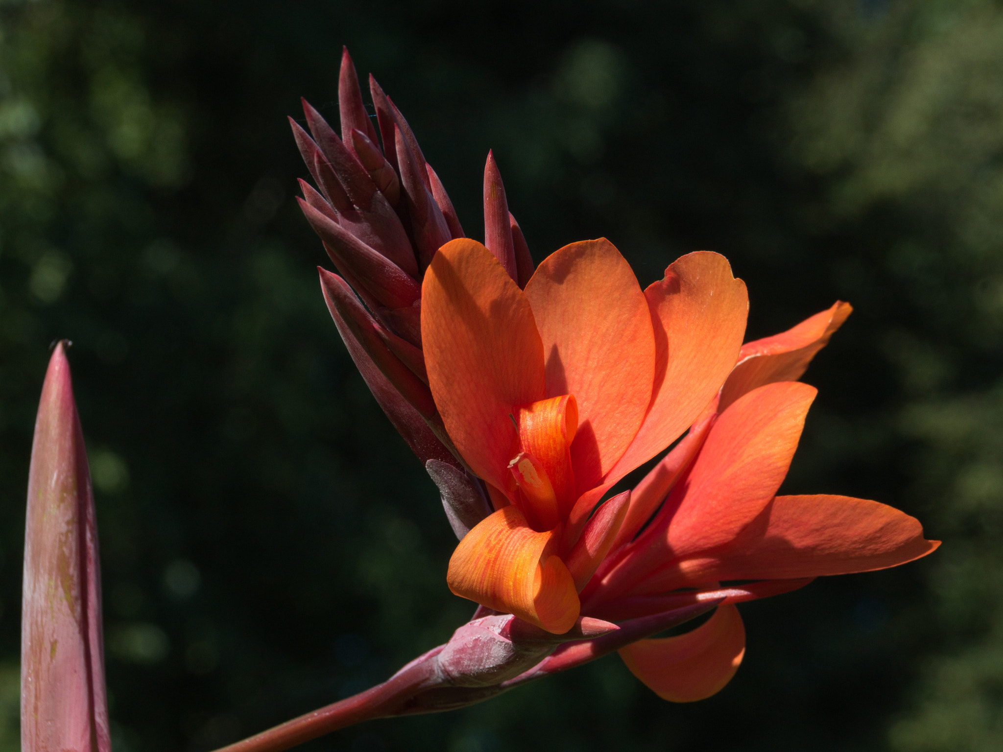 Sony SLT-A37 sample photo. Close up of red canna flower photography