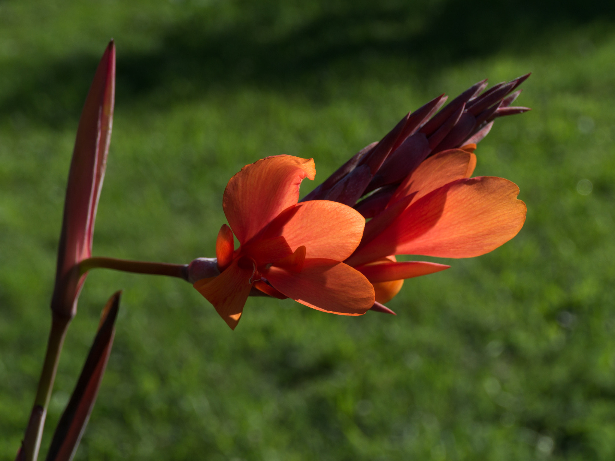Sony SLT-A37 sample photo. Close up of red canna flower photography