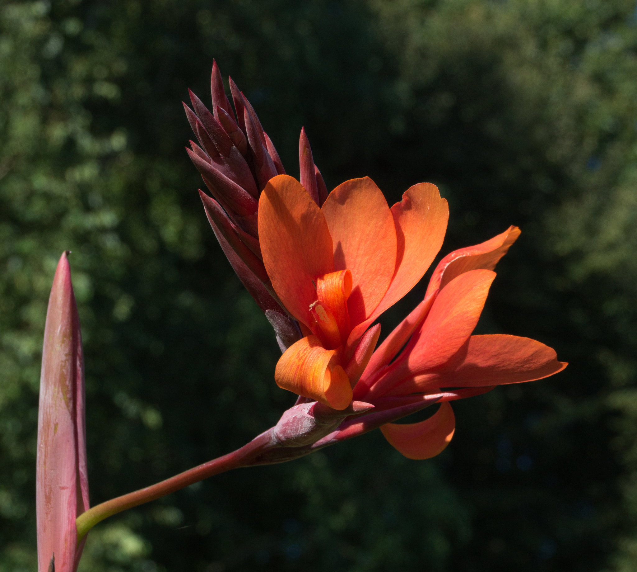 Sony SLT-A37 sample photo. Close up of red canna flower photography