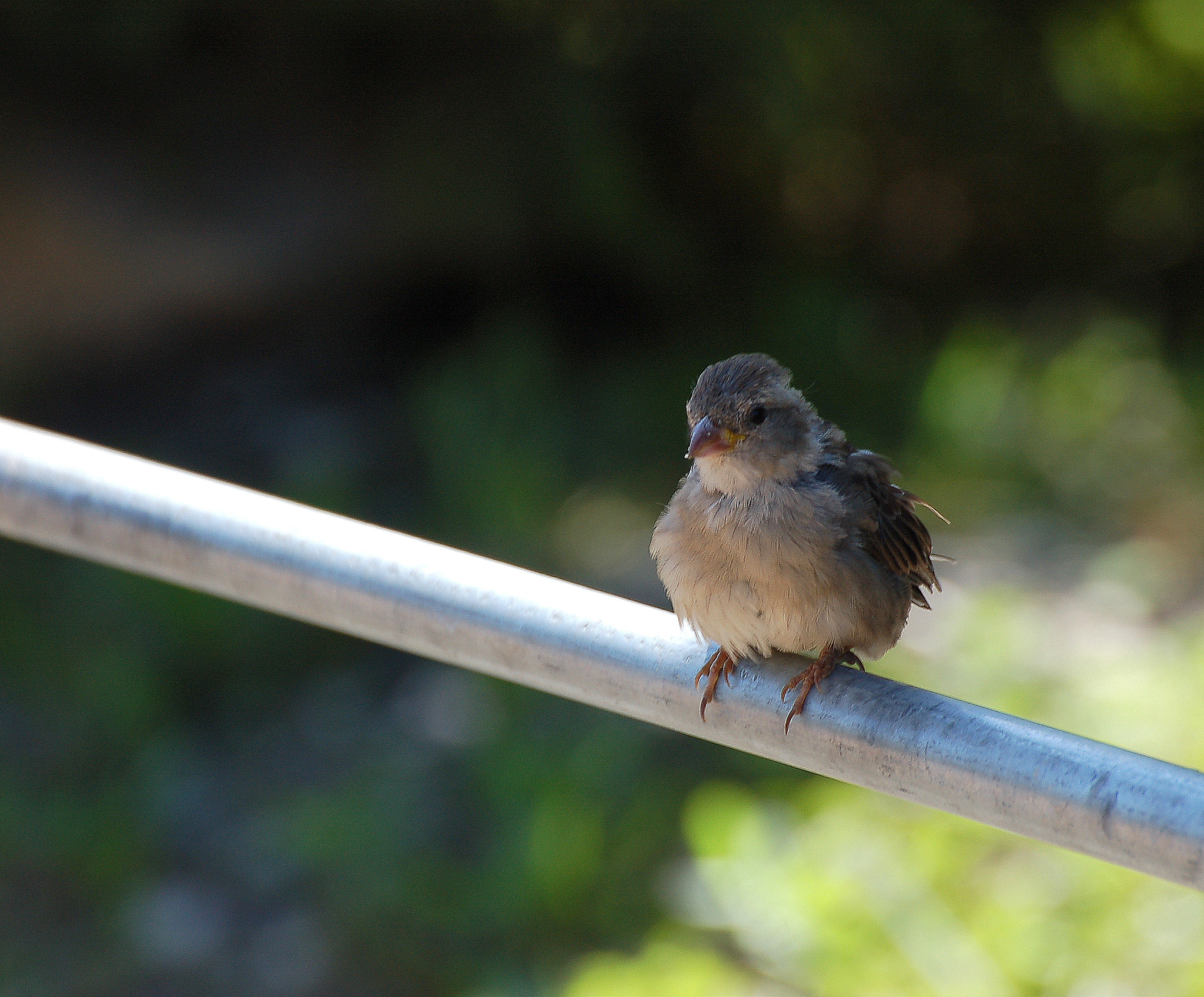 Nikon D50 sample photo. Like a bird on a wire ...maybe photography