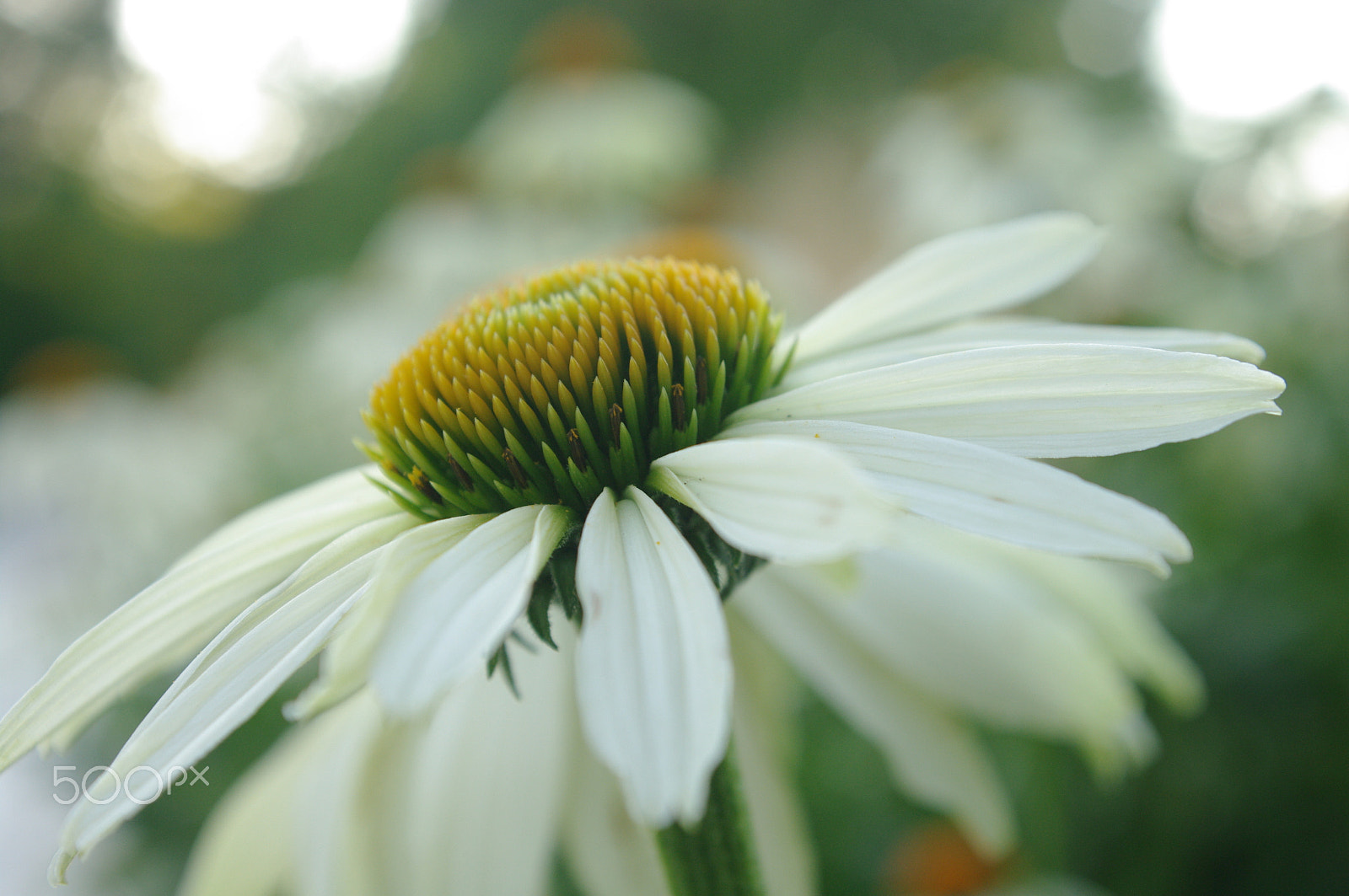 Pentax smc DA 16-45mm F4 ED AL sample photo. Daisy photography