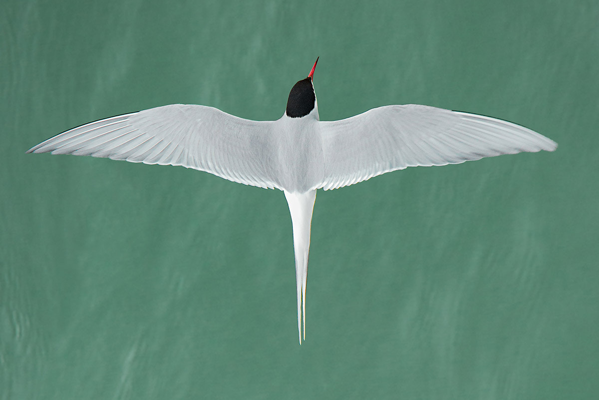 Nikon D800E sample photo. Tern it on photography