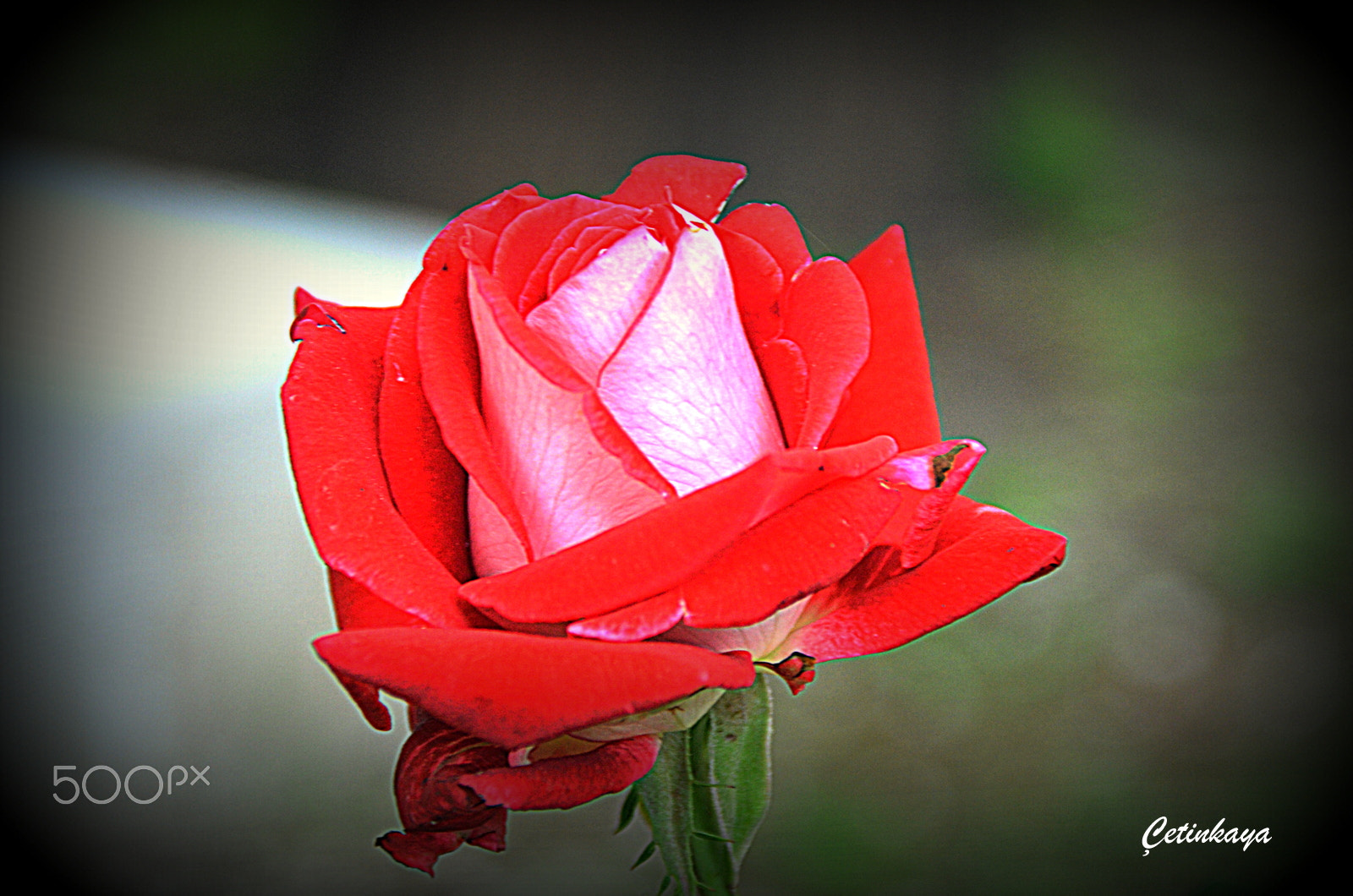 Nikon D7000 + Sigma 18-200mm F3.5-6.3 DC OS HSM sample photo. Whıte&red rose photography