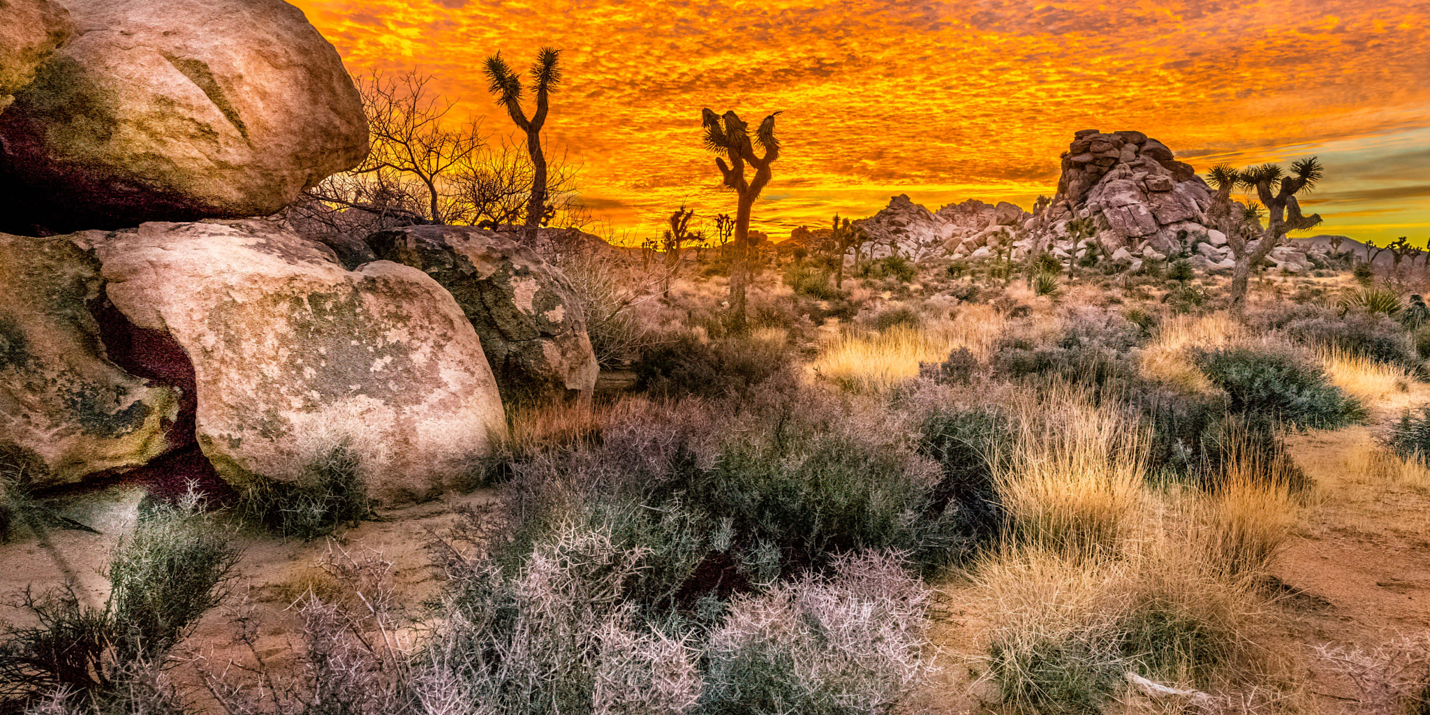 Sony a7 II + Sigma 24mm F1.4 DG HSM Art sample photo. Joshua tree sunrise photography