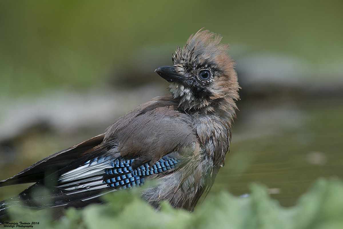 Nikon AF-S Nikkor 300mm F2.8G ED VR II sample photo. Ghiandaia garrulus glandarius photography
