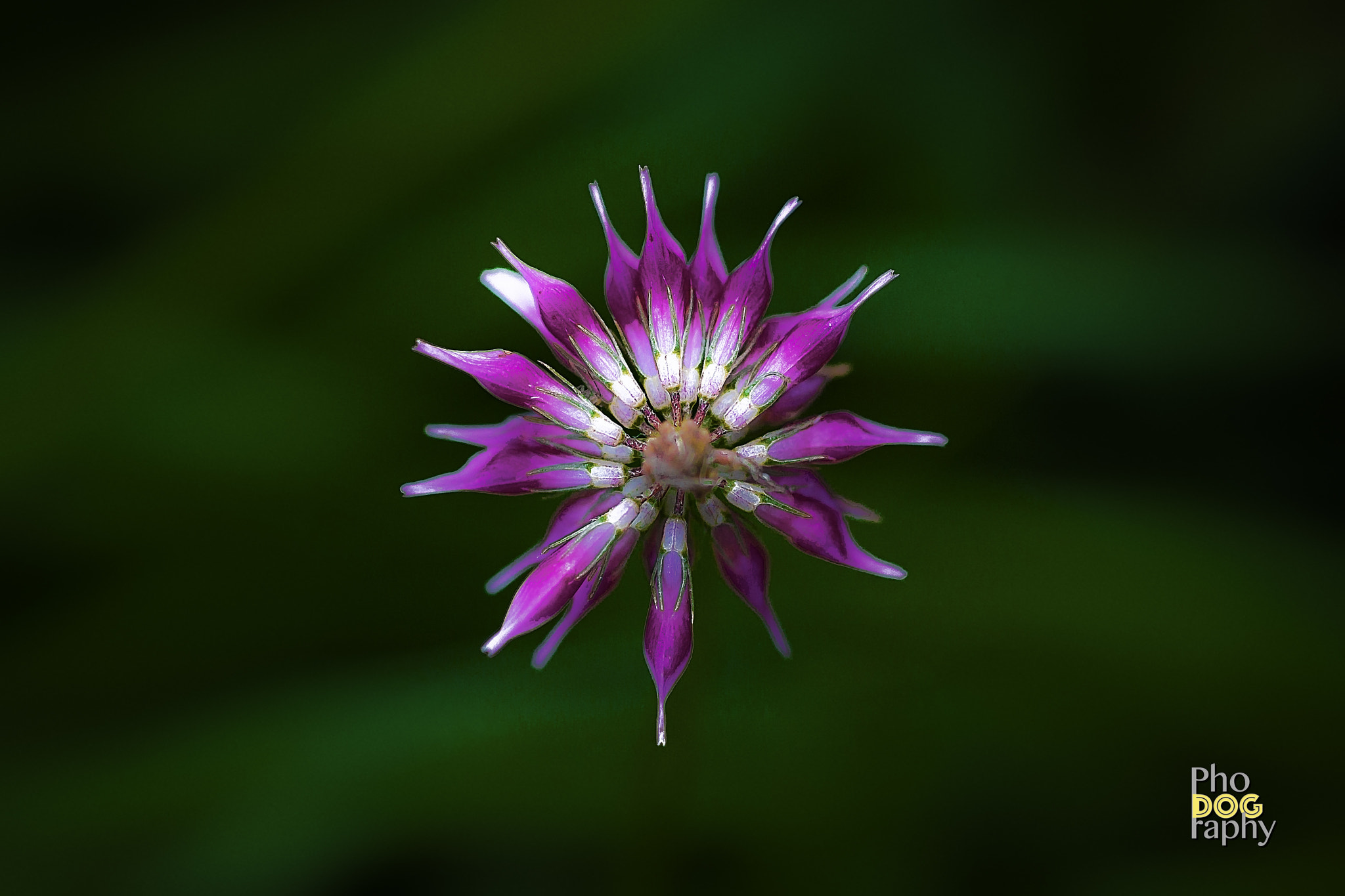 Sigma 50mm f/2.8 EX sample photo. Flower macro i photography