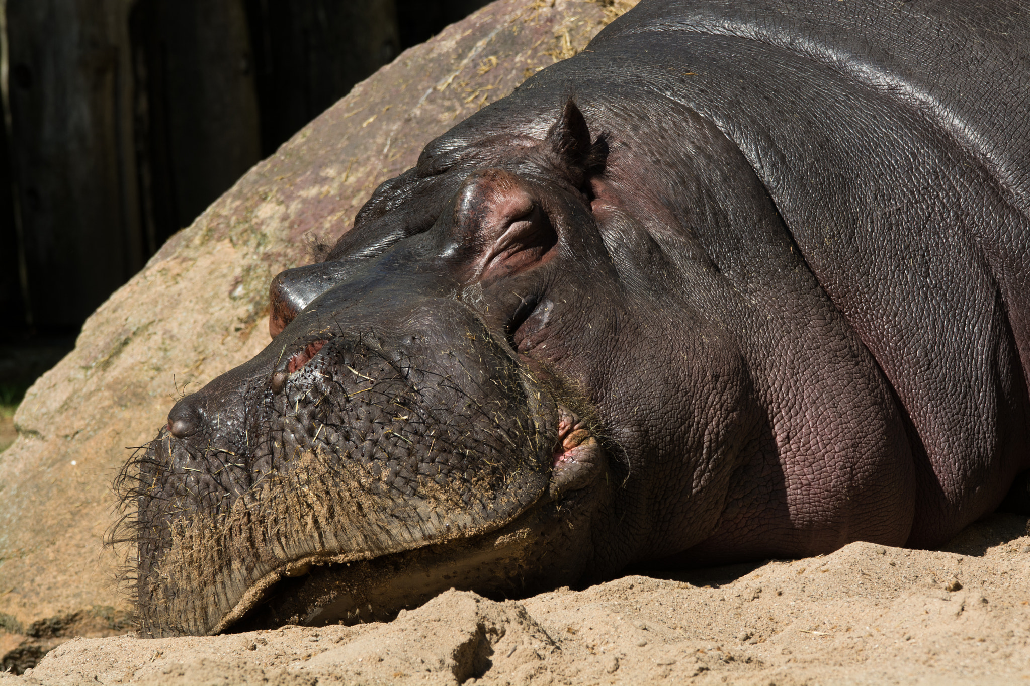 Sigma 120-400mm F4.5-5.6 DG OS HSM sample photo. Nickerchen photography